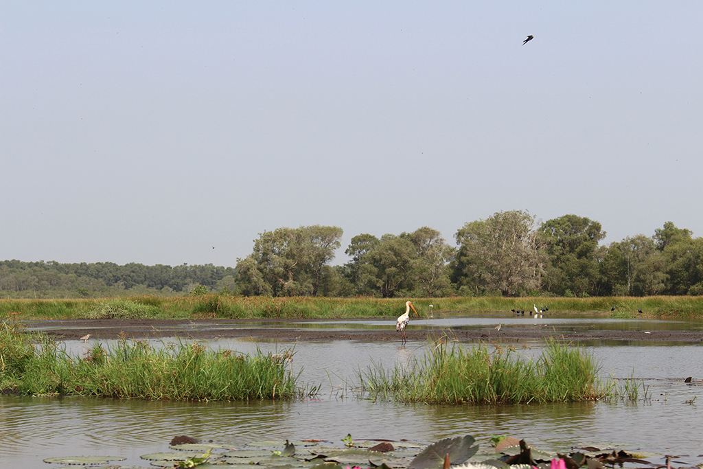 Nỗ lực bảo tồn sếu quý: Cái tâm và cái tầm từ người lãnh đạo- Ảnh 4. Nỗ lực bảo tồn sếu quý: Cái tâm và cái tầm từ người lãnh đạo- Ảnh 4.