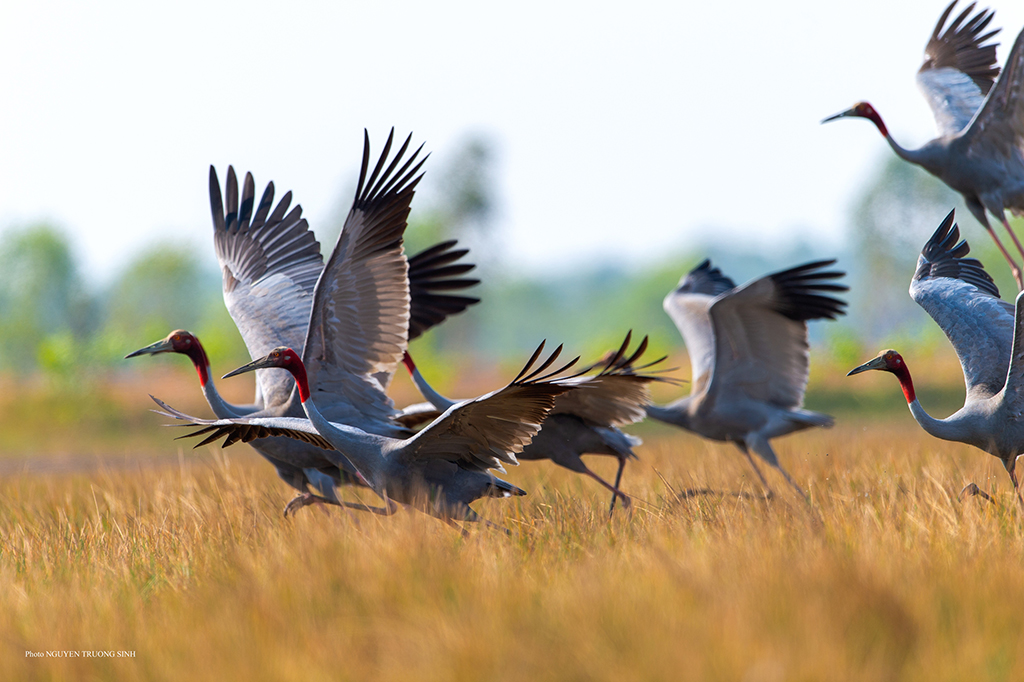 Nỗ lực bảo tồn sếu quý: Cái tâm và cái tầm từ người lãnh đạo- Ảnh 5. Nỗ lực bảo tồn sếu quý: Cái tâm và cái tầm từ người lãnh đạo- Ảnh 5.