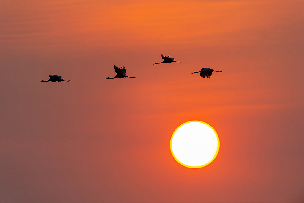 Bài học bảo tồn sếu Từ VQG Tràm Chim - Ảnh 3.