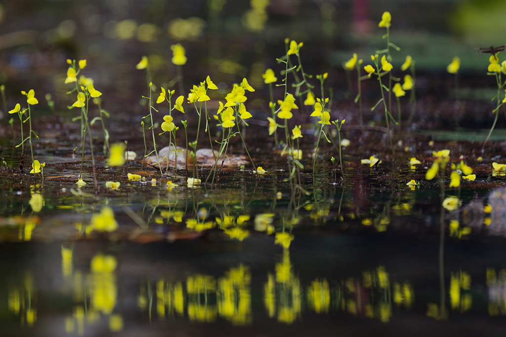 Bài học bảo tồn sếu Từ VQG Tràm Chim - Ảnh 6.