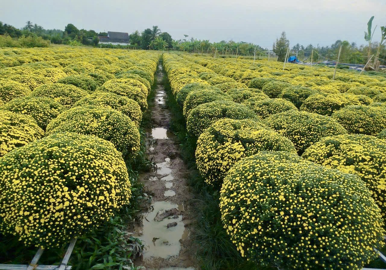 Người TP.HCM giải cứu hoa tết, c&uacute;c m&acirc;m x&ocirc;i cho tết 2026 - Ảnh 4.