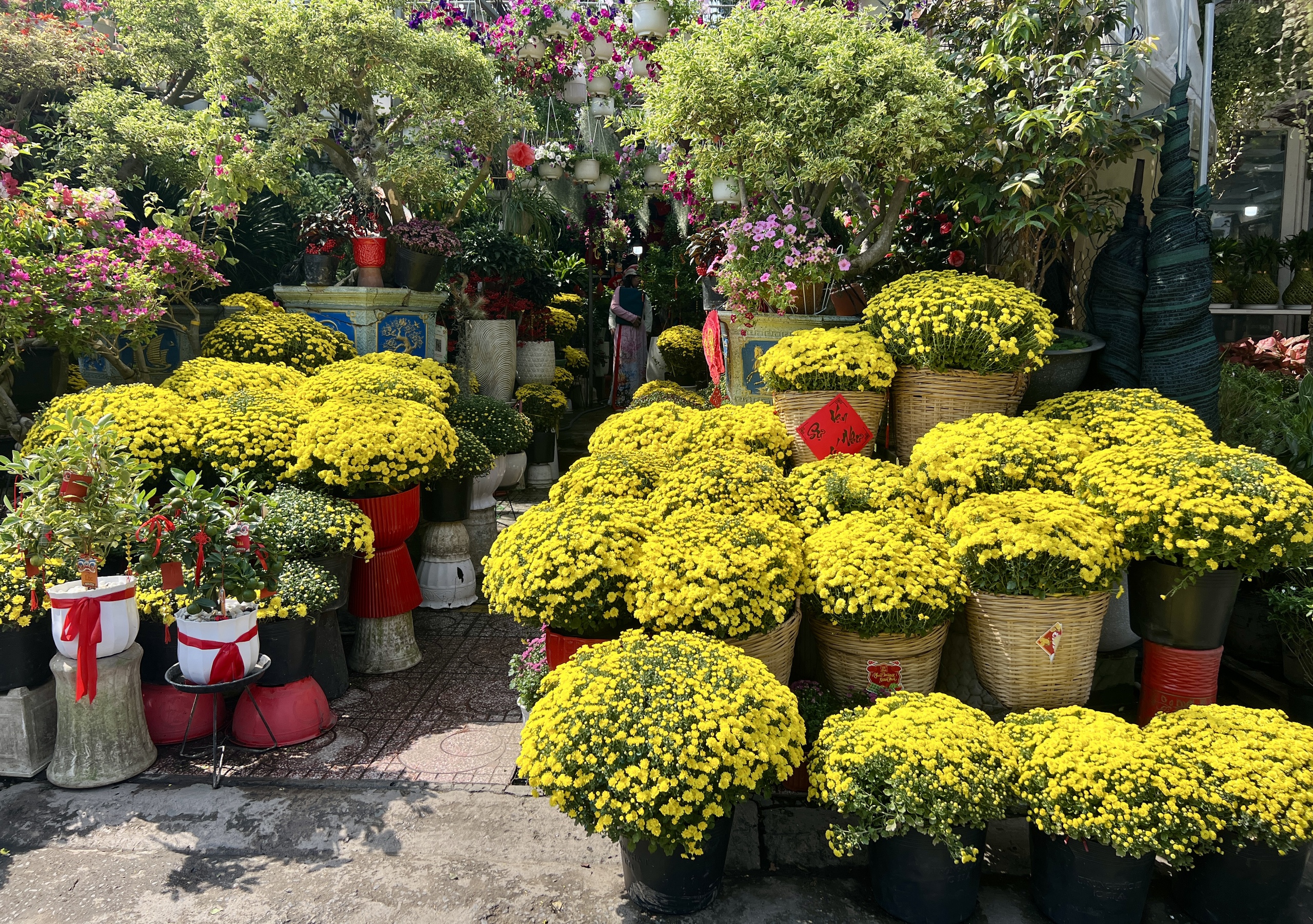 Người TP.HCM giải cứu hoa tết, c&uacute;c m&acirc;m x&ocirc;i cho tết 2026 - Ảnh 3.