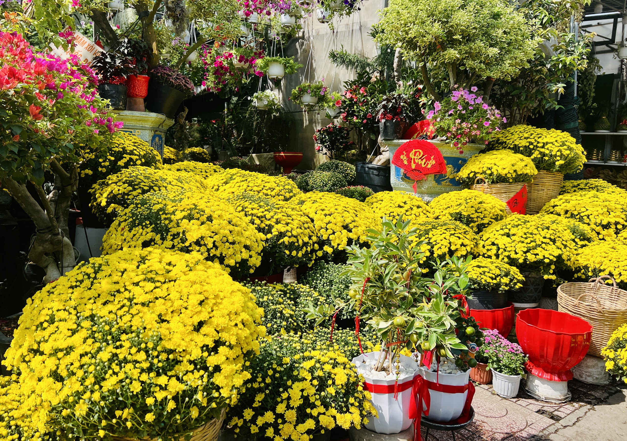 Hoa tết nở rực rỡ ở TP.HCM , người d&acirc;n ủng hộ n&ocirc;ng d&acirc;n miền T&acirc;y - Ảnh 9.