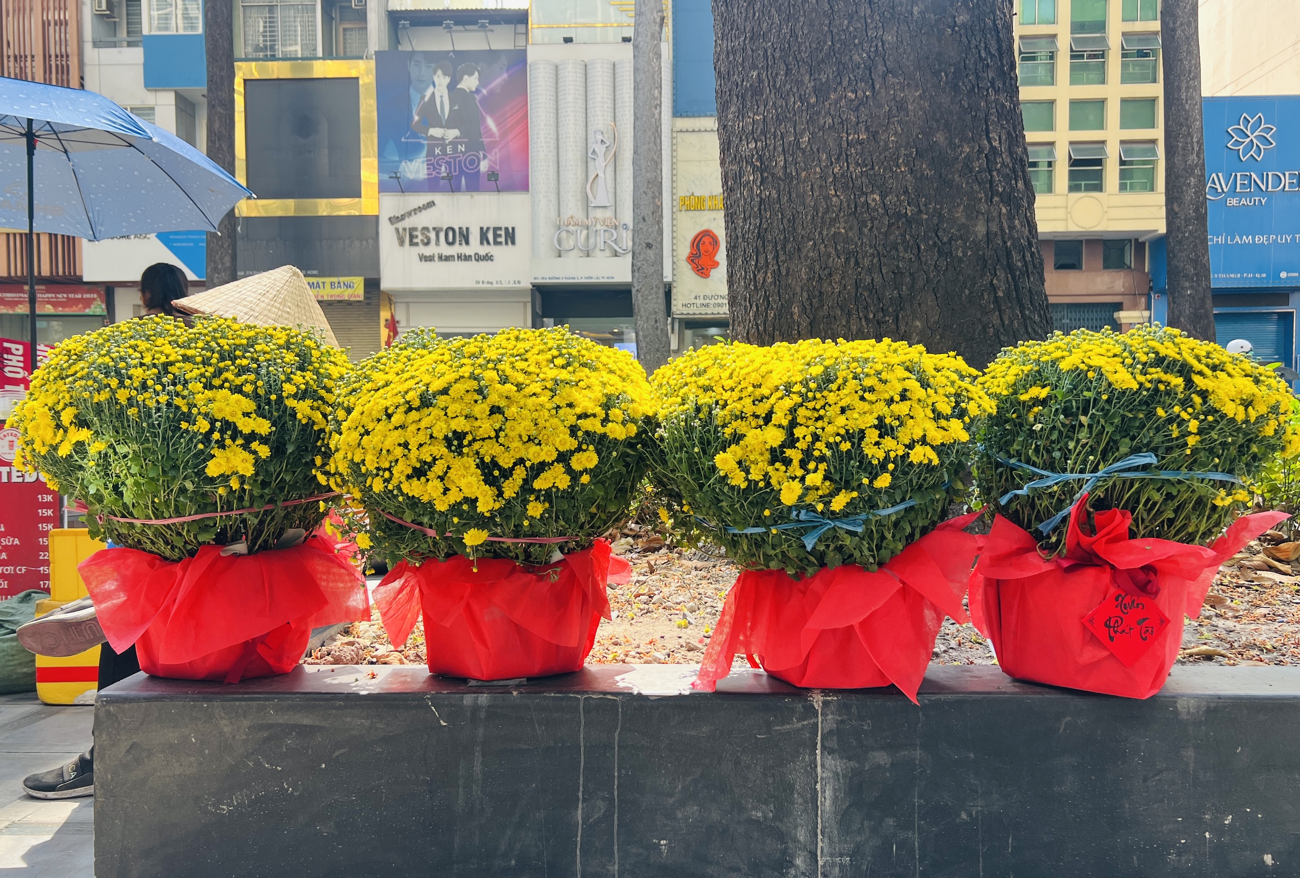 Hoa tết nở rực rỡ ở TP.HCM , người d&acirc;n ủng hộ n&ocirc;ng d&acirc;n miền T&acirc;y - Ảnh 2.