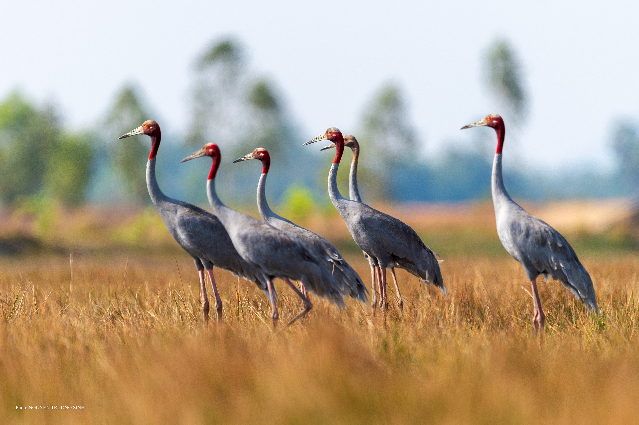 Nỗ lực bảo tồn sếu quý: Sếu “hữu nghị”, chuyện bây giờ mới kể - Ảnh 1.