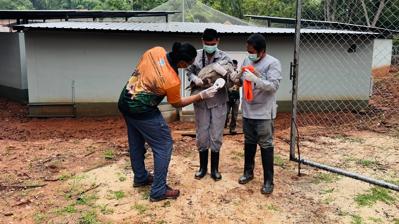 Nỗ lực bảo tồn sếu đầu đỏ và hành trình đưa chúng về quê hương việt nam - Ảnh 5.