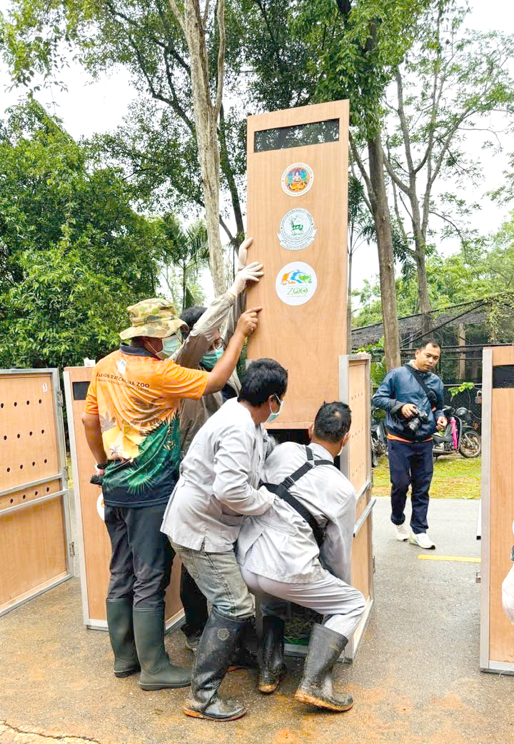 Nỗ lực bảo tồn sếu đầu đỏ và hành trình đưa chúng về quê hương việt nam - Ảnh 4.