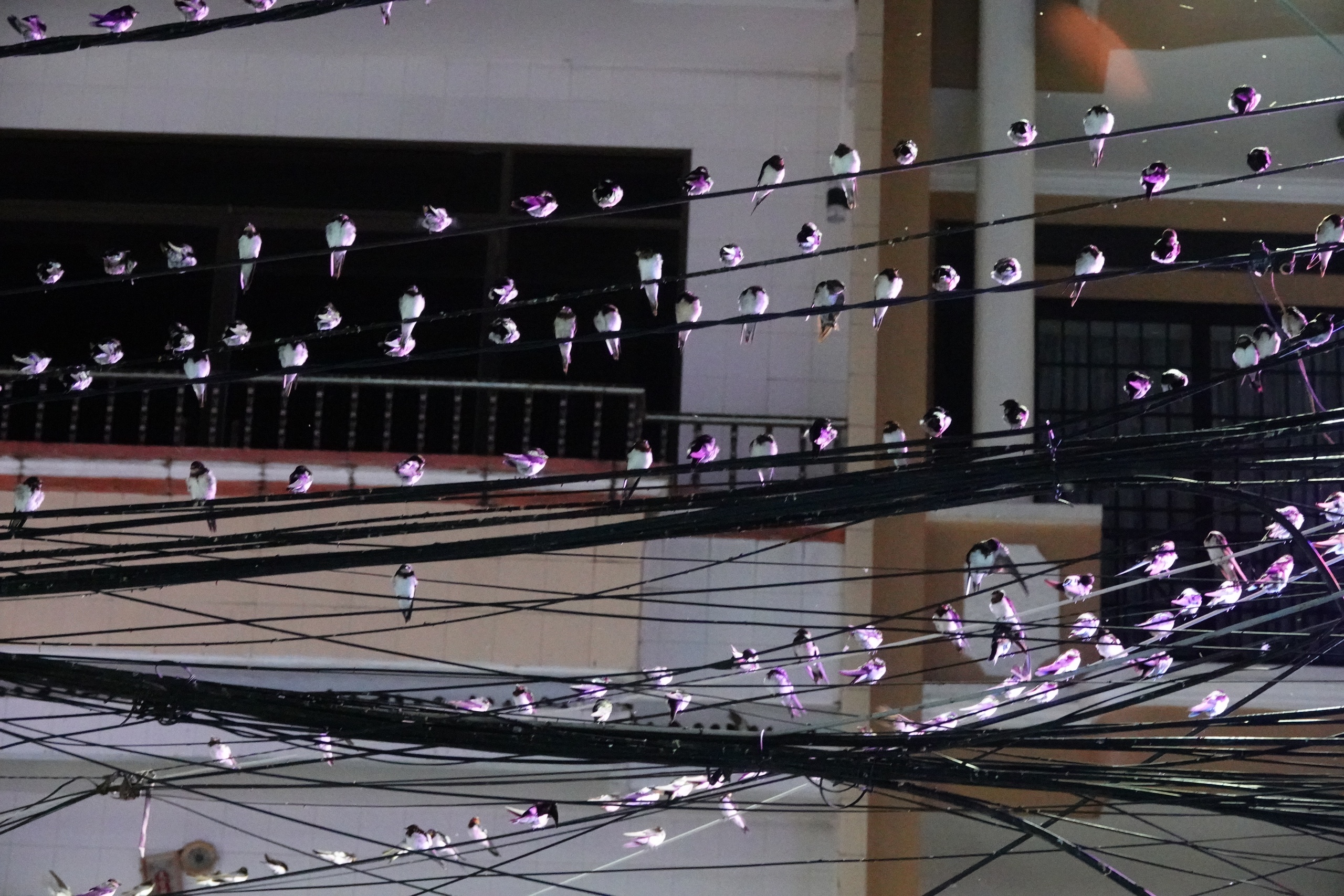 Hy hữu miền Tây: Người dân chật vật “sống chung” với hàng con chim én - Ảnh 1.