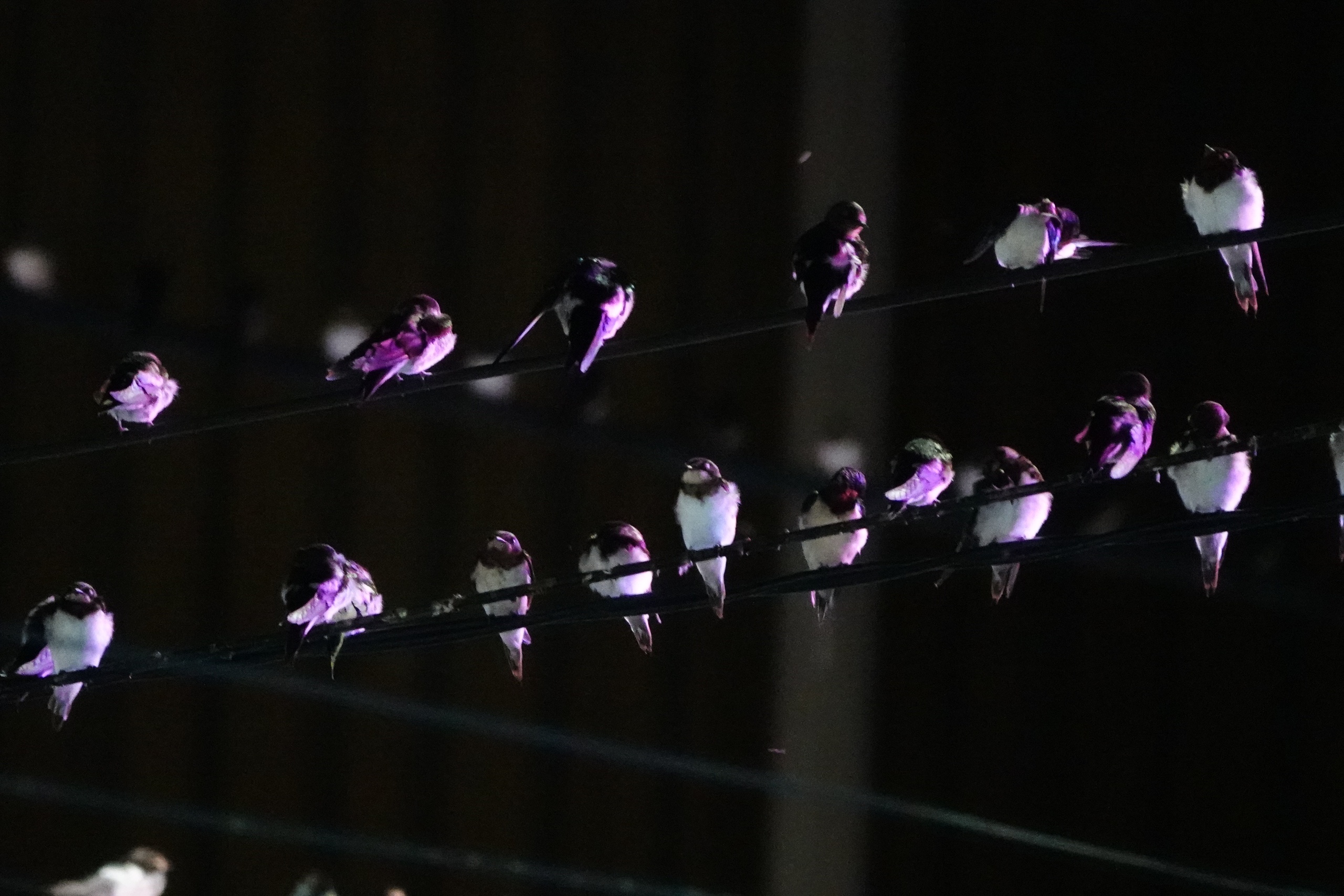 Hy hữu miền Tây: Người dân chật vật “sống chung” với hàng con chim én - Ảnh 3.