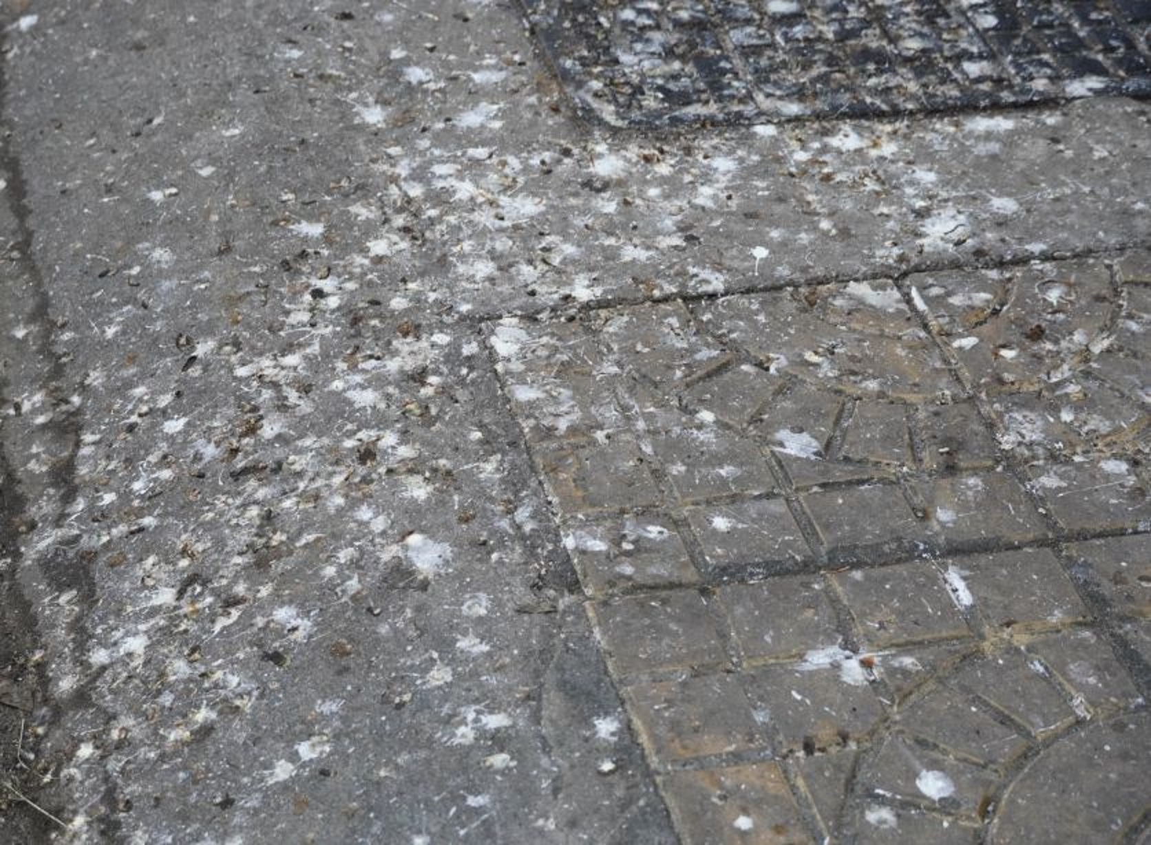 Hy hữu miền Tây: Người dân chật vật “sống chung” với hàng con chim én - Ảnh 4.