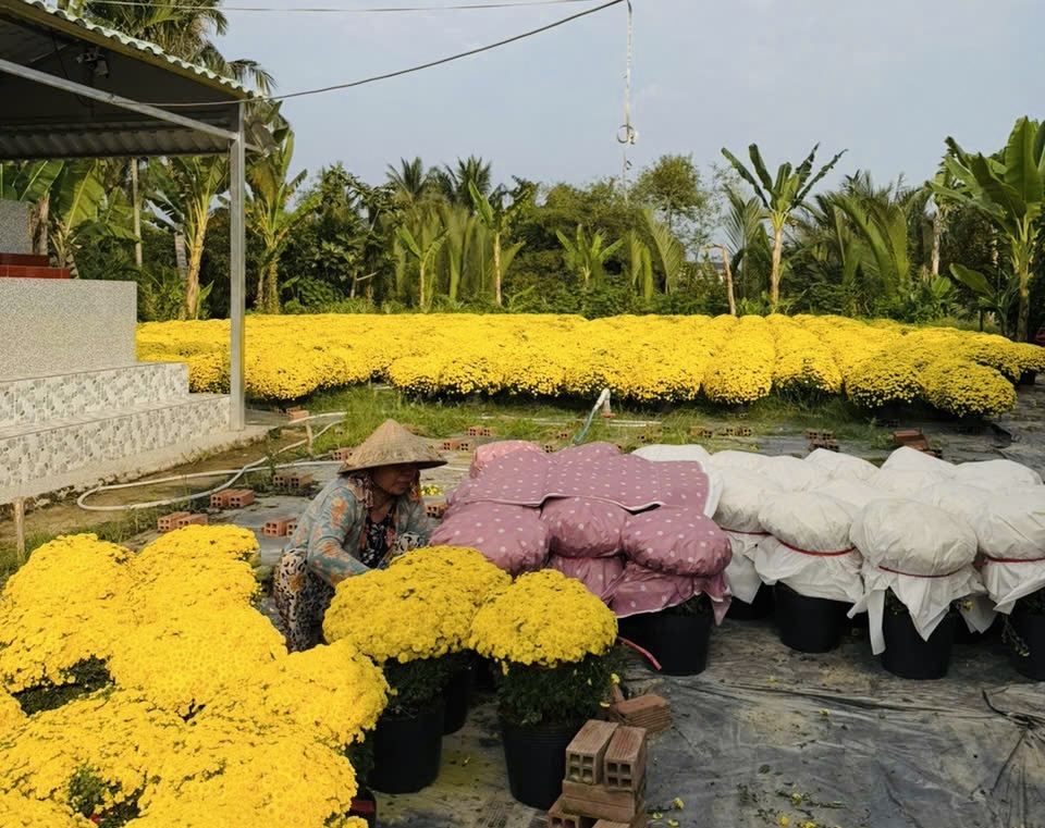 Giải cứu hoa tết ở TP.HCM giúp nông dân miền Tây: Câu chuyện bất ngờ - Ảnh 7. Giải cứu hoa tết ở TP.HCM giúp nông dân miền Tây: Câu chuyện bất ngờ - Ảnh 7.