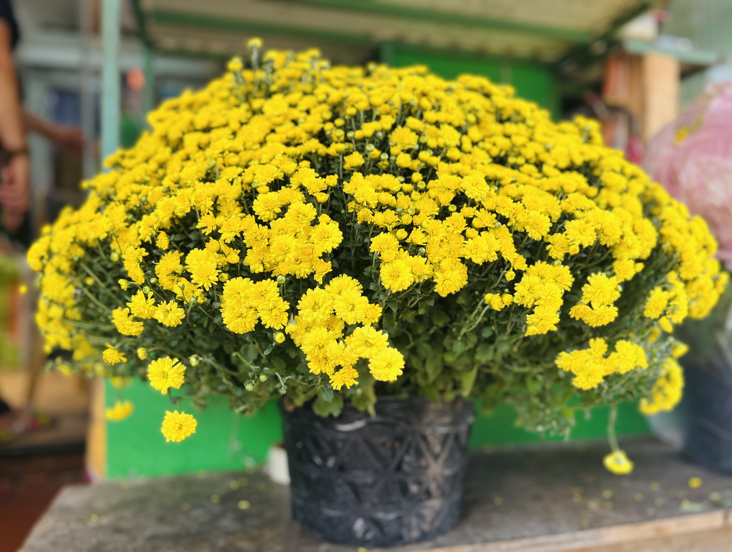 Giải cứu hoa tết ở TP.HCM giúp nông dân miền Tây: Câu chuyện bất ngờ - Ảnh 4. Giải cứu hoa tết ở TP.HCM giúp nông dân miền Tây: Câu chuyện bất ngờ - Ảnh 4.