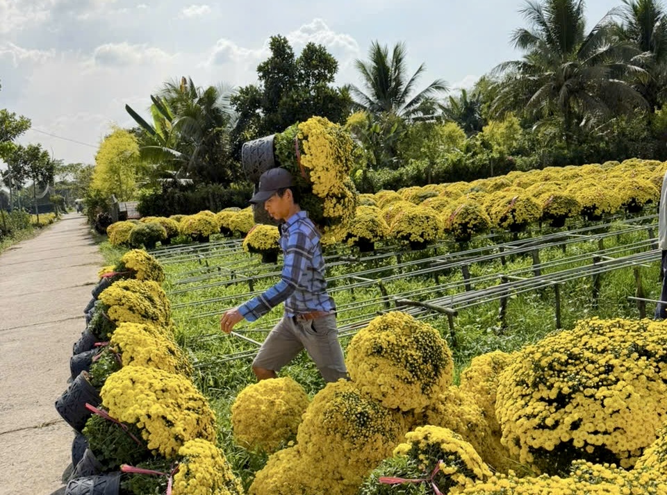 Giải cứu hoa tết ở TP.HCM giúp nông dân miền Tây: Câu chuyện bất ngờ - Ảnh 6. Giải cứu hoa tết ở TP.HCM giúp nông dân miền Tây: Câu chuyện bất ngờ - Ảnh 6.
