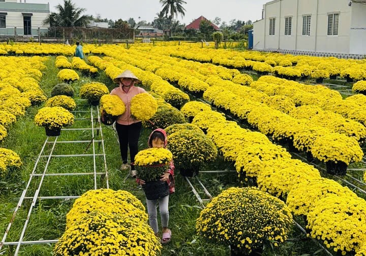 Giải cứu hoa tết ở TP.HCM giúp nông dân miền Tây: Câu chuyện bất ngờ - Ảnh 5. Giải cứu hoa tết ở TP.HCM giúp nông dân miền Tây: Câu chuyện bất ngờ - Ảnh 5.
