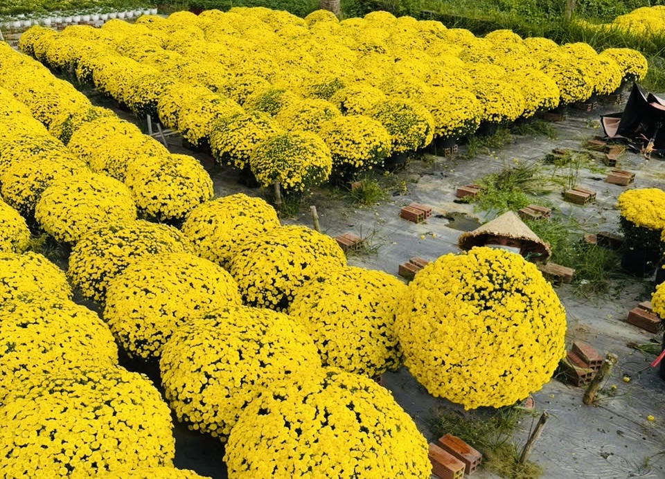 Giải cứu hoa tết ở TP.HCM giúp nông dân miền Tây: Câu chuyện bất ngờ - Ảnh 8. Giải cứu hoa tết ở TP.HCM giúp nông dân miền Tây: Câu chuyện bất ngờ - Ảnh 8.