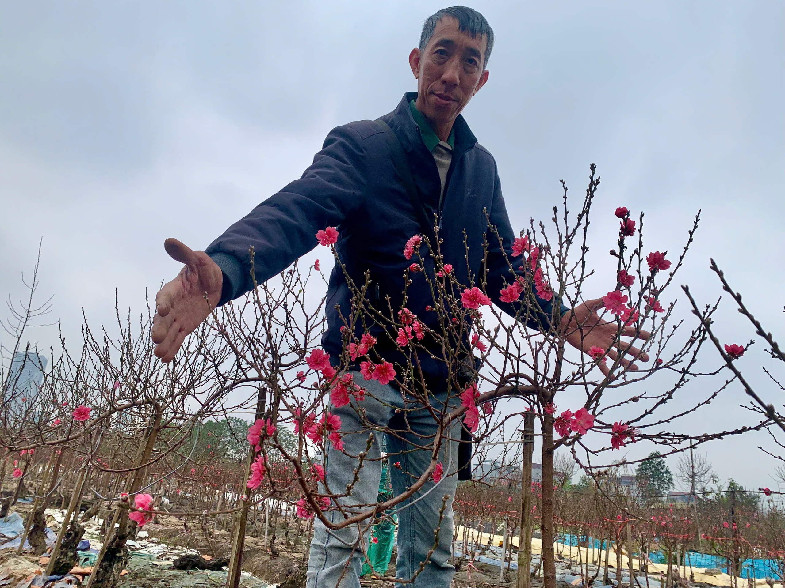 Đào tết dáng 'độc lạ', cây đẹp phải đeo xích đề phòng mất trộm - Ảnh 3.