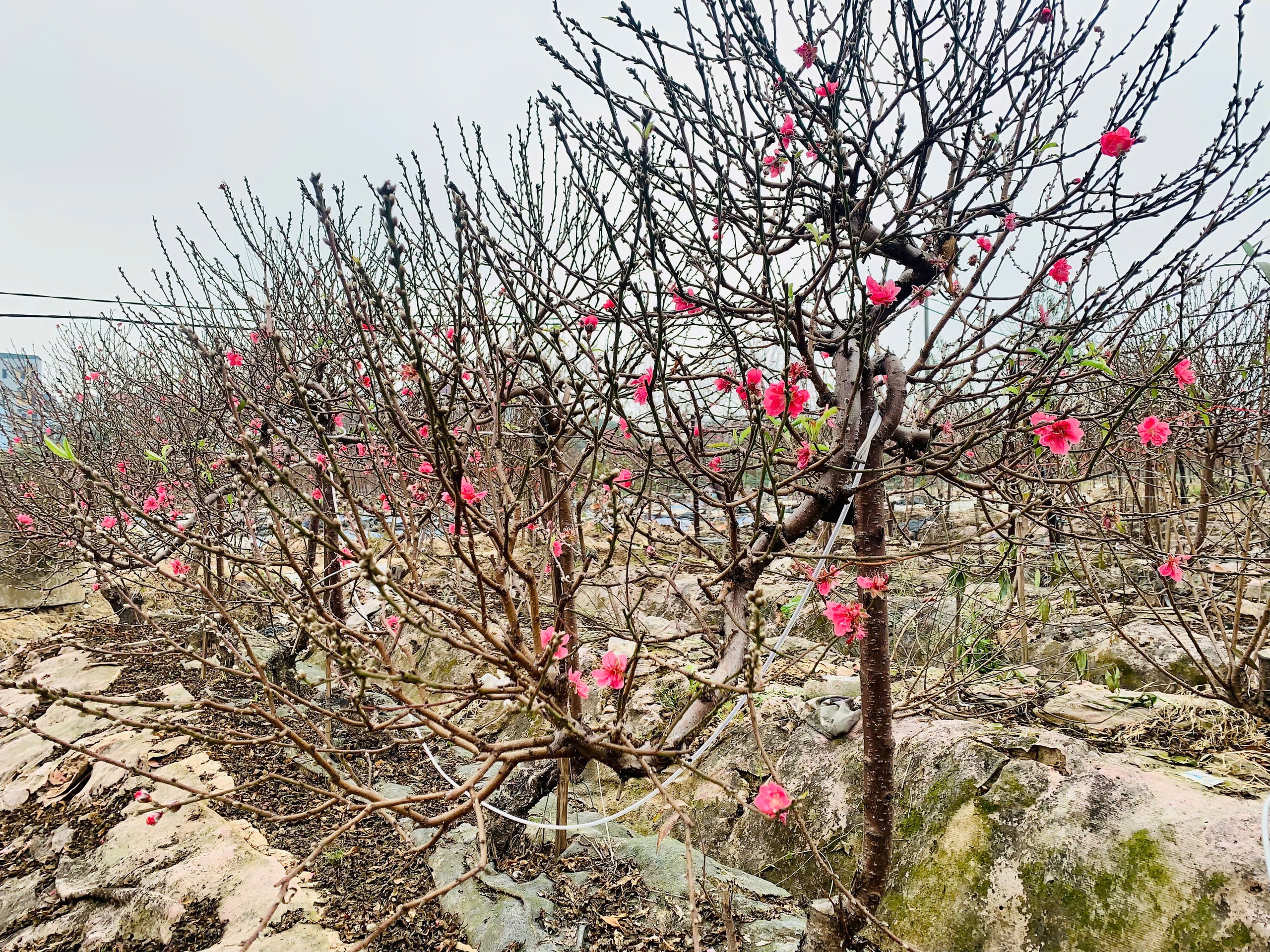 Đào tết dáng 'độc lạ', cây đẹp phải đeo xích đề phòng mất trộm - Ảnh 4.