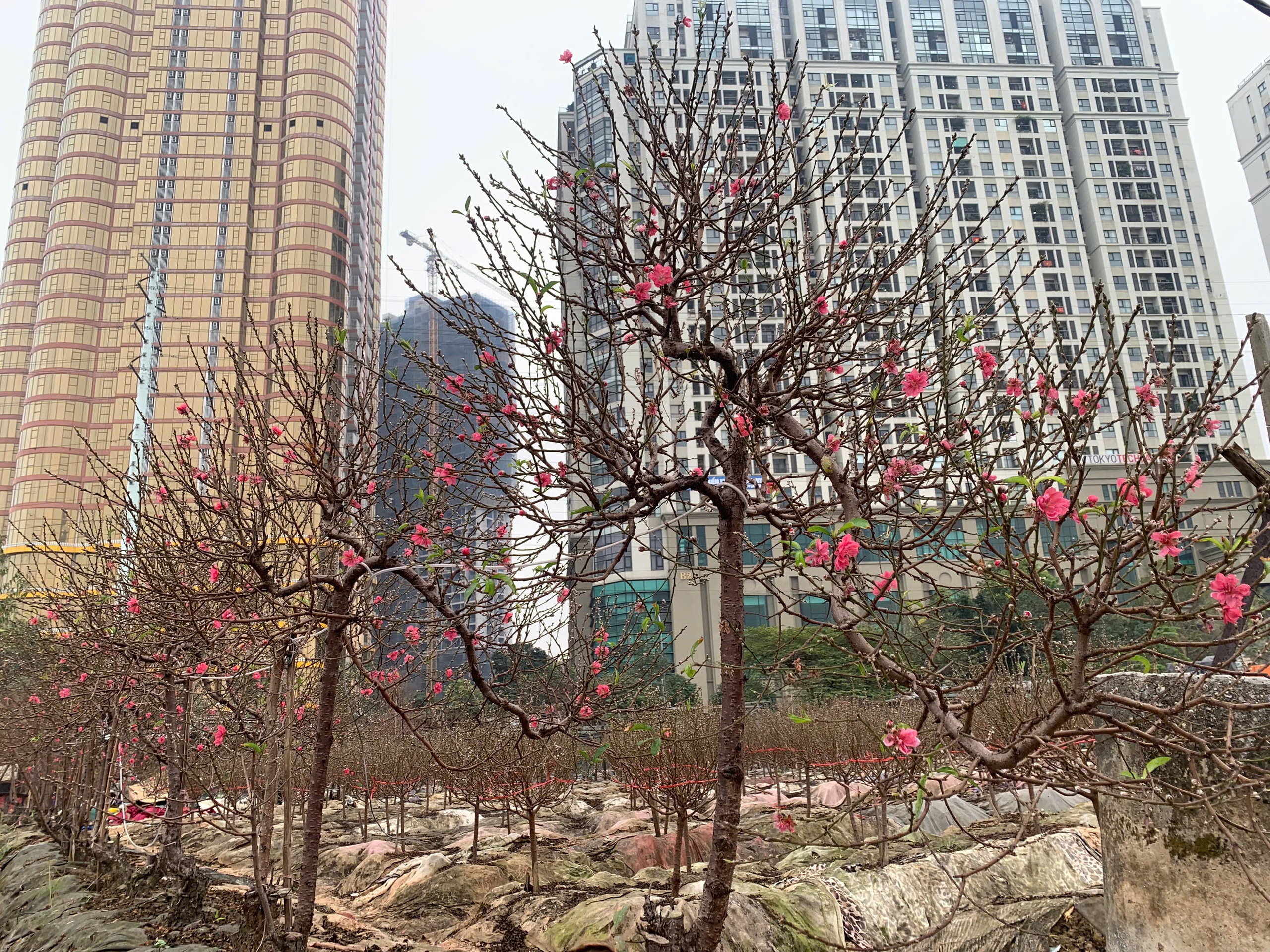 Đào tết dáng 'độc lạ', cây đẹp phải đeo xích đề phòng mất trộm - Ảnh 5.