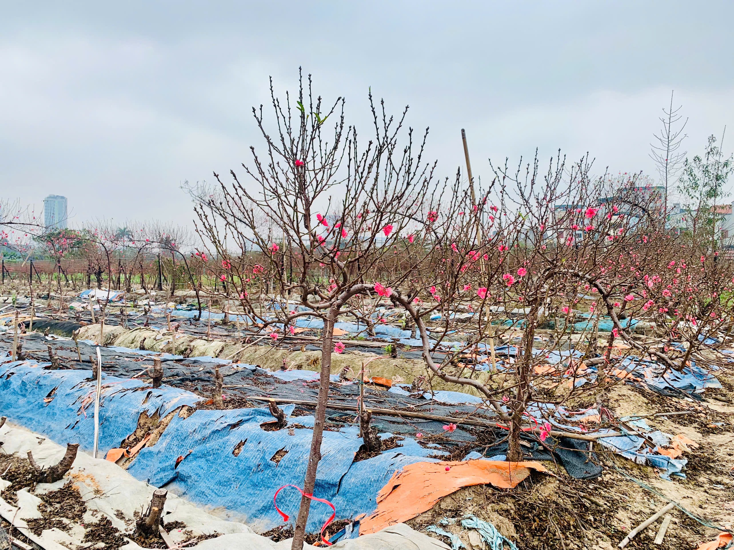Đào tết dáng 'độc lạ', cây đẹp phải đeo xích đề phòng mất trộm - Ảnh 6.