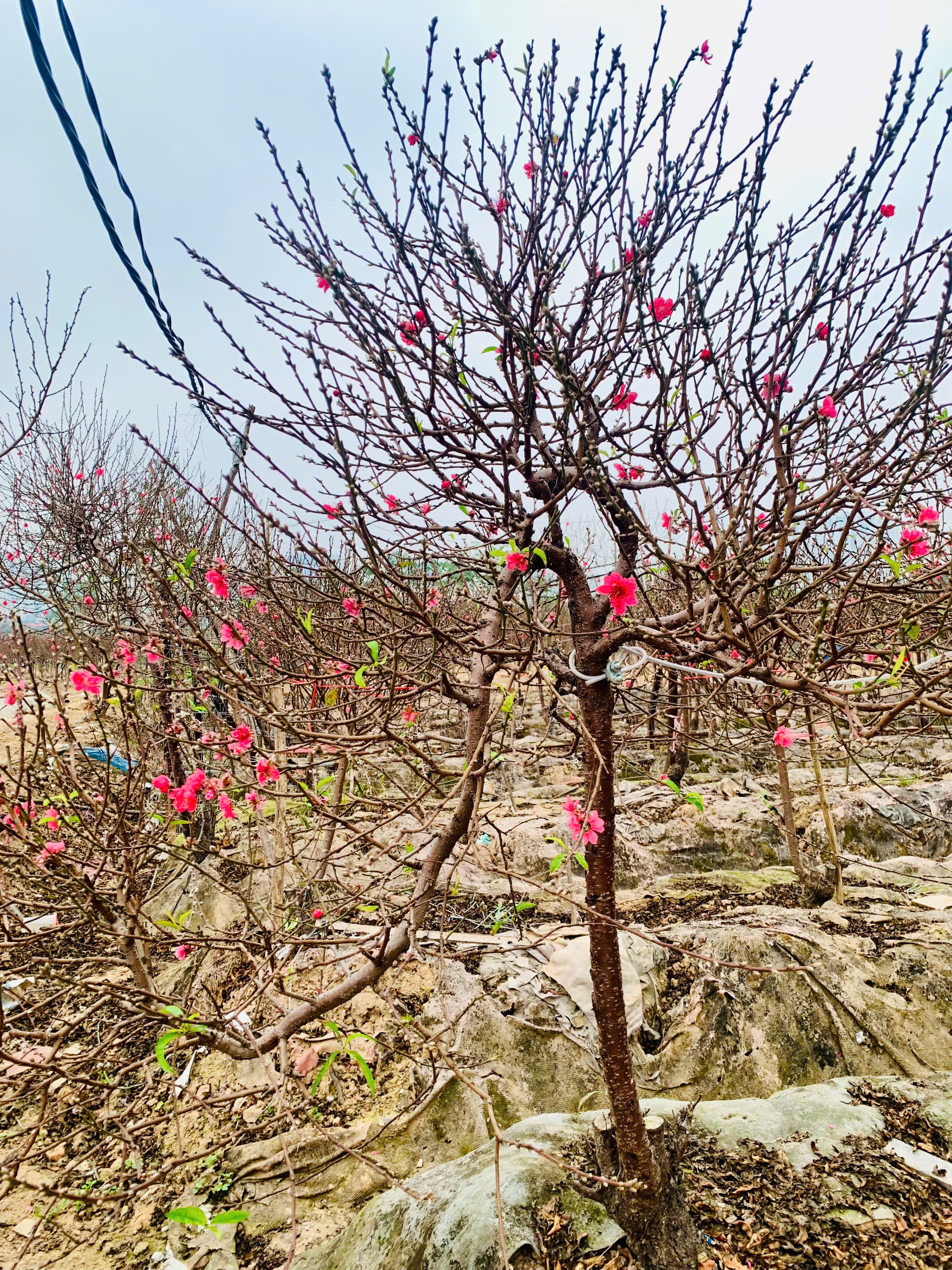 Đào tết dáng 'độc lạ', cây đẹp phải đeo xích đề phòng mất trộm - Ảnh 2.