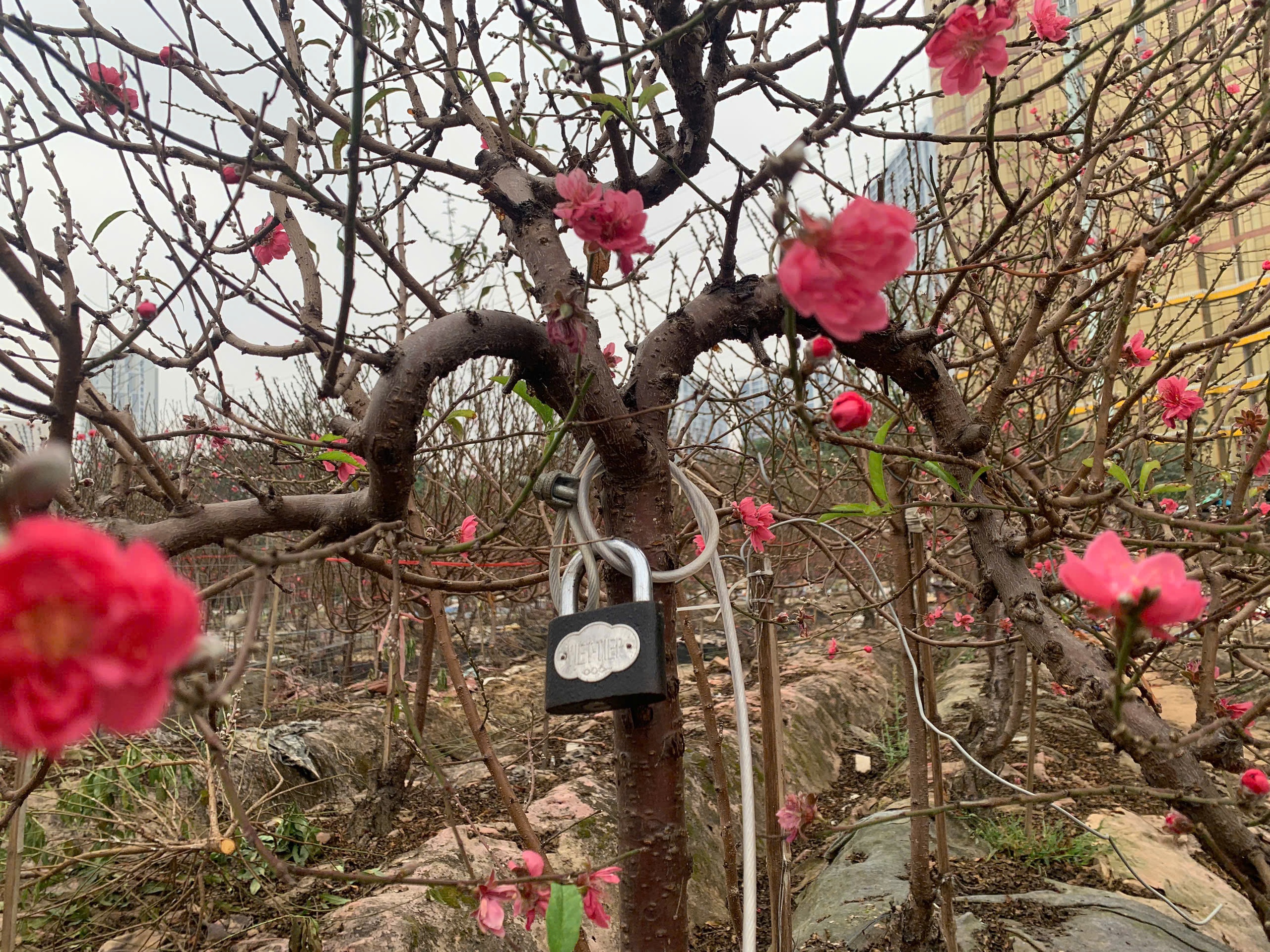 Đào tết dáng 'độc lạ', cây đẹp phải đeo xích đề phòng mất trộm - Ảnh 1.