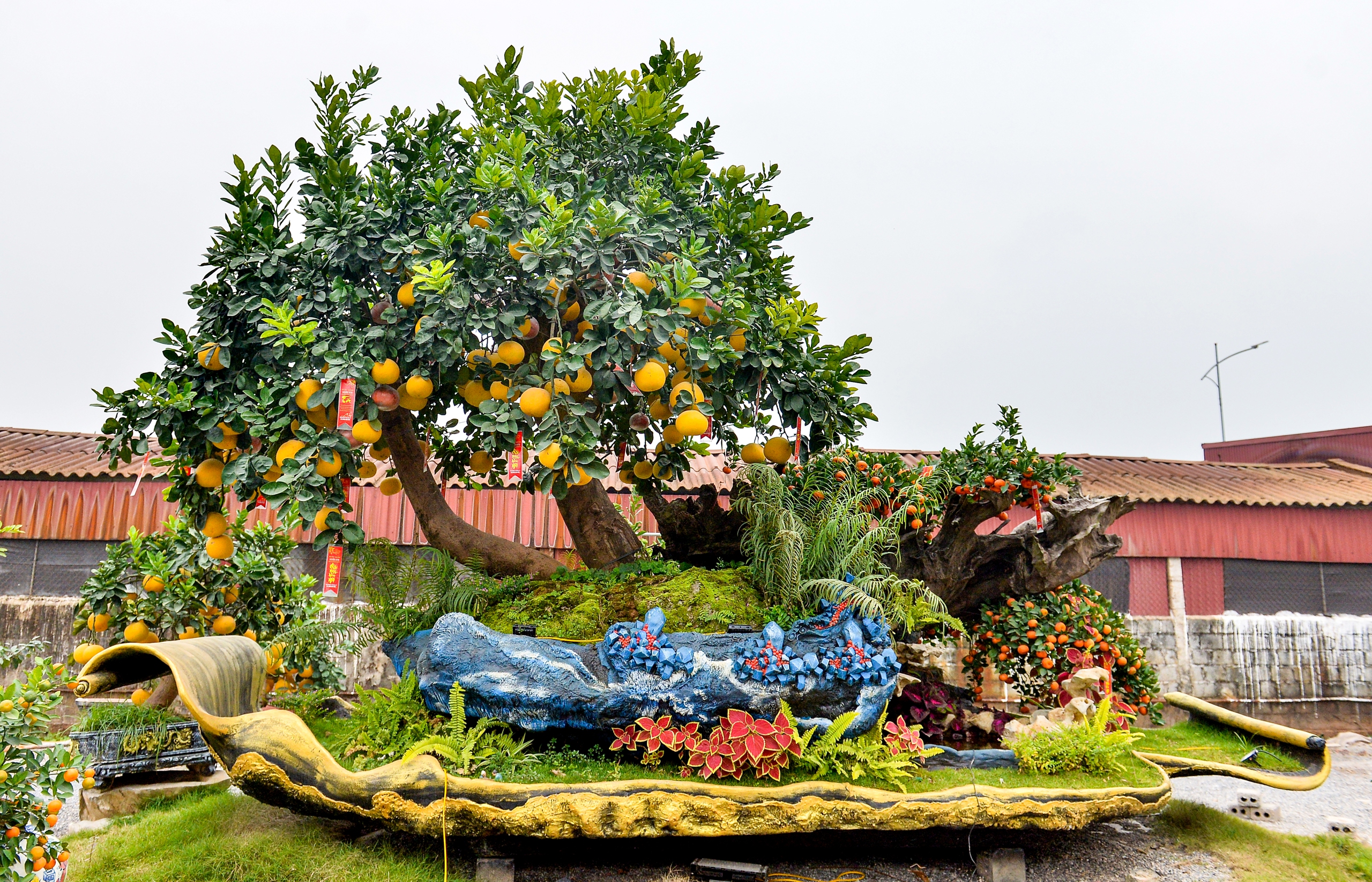 Chậu bưởi diễn nặng 10 tấn, gi&aacute; hơn 200 triệu được đại gia thu&ecirc; về chơi tết - Ảnh 1.