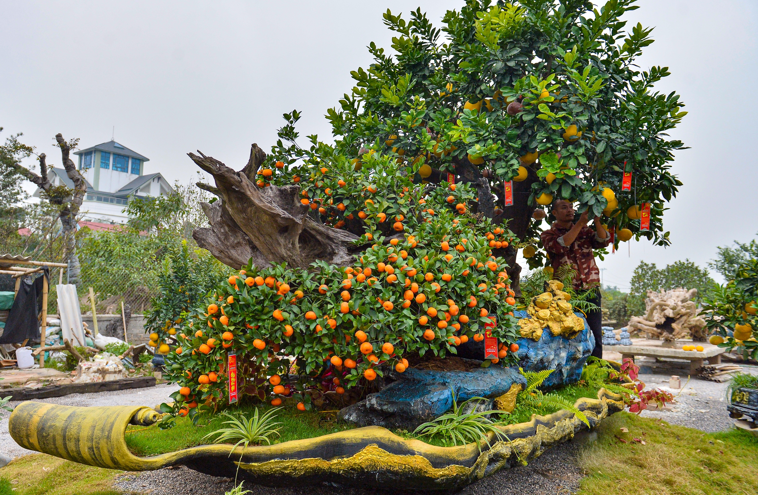 Chậu bưởi diễn nặng 10 tấn, gi&aacute; hơn 200 triệu được đại gia thu&ecirc; về chơi tết - Ảnh 8.