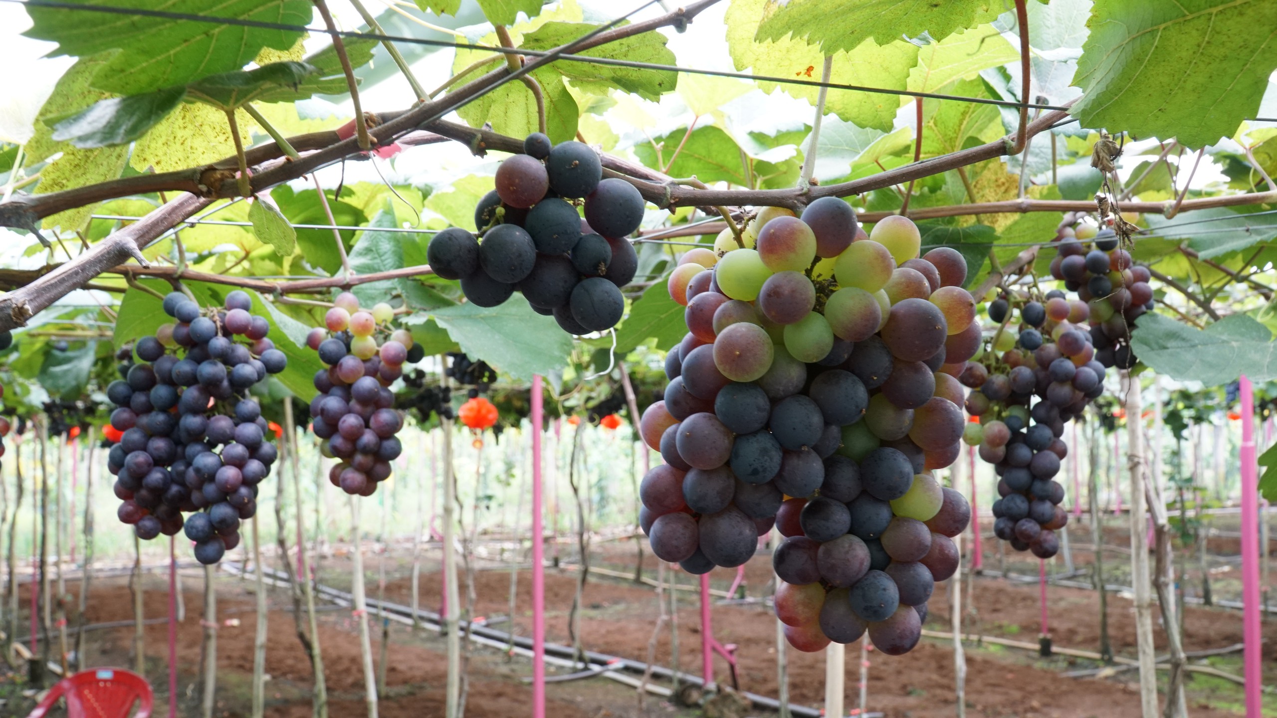 Vườn nho trĩu quả cạnh ch&acirc;n n&uacute;i Chứa Chan - Ảnh 4.