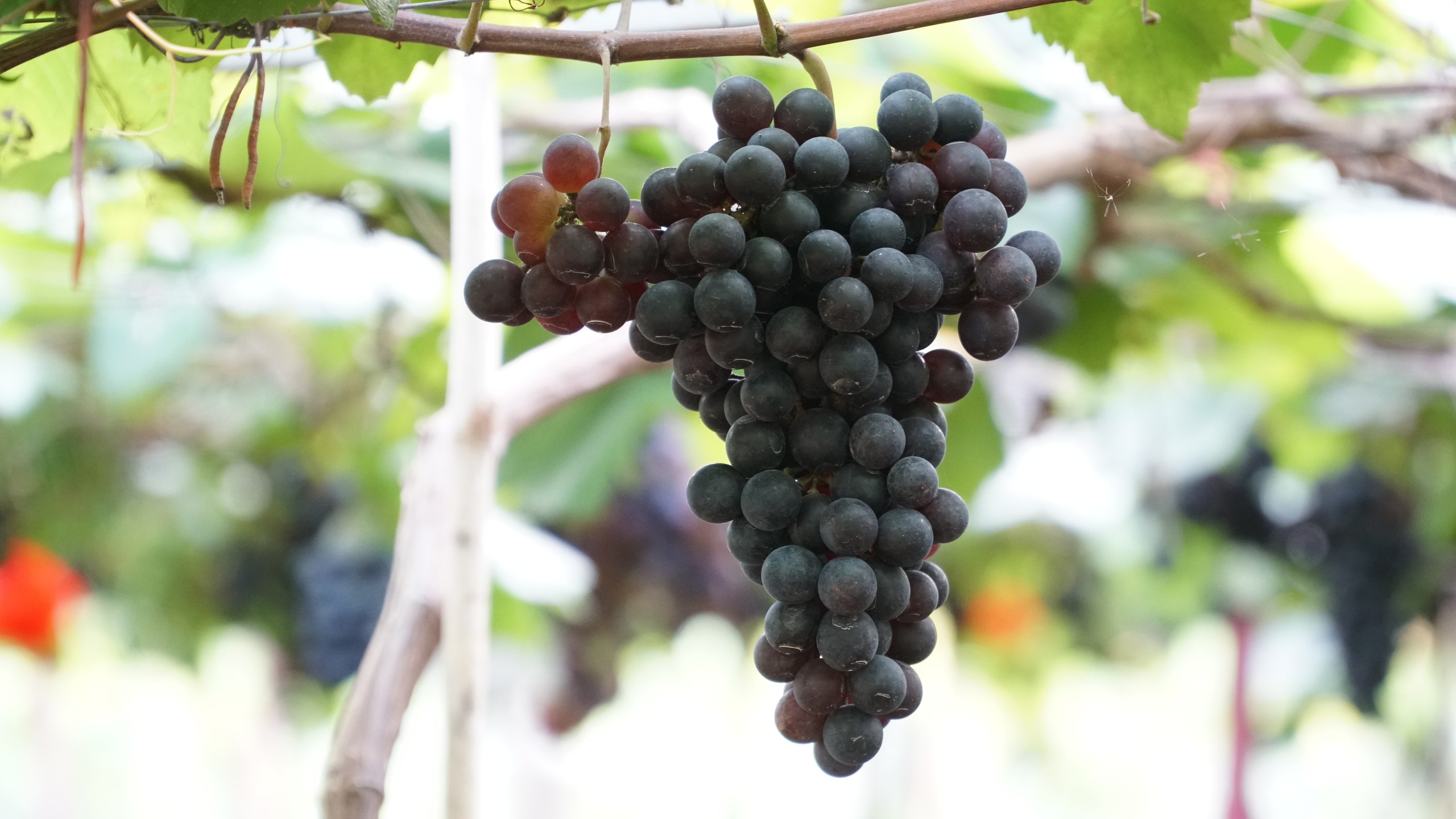 Vườn nho trĩu quả cạnh ch&acirc;n n&uacute;i Chứa Chan - Ảnh 5.