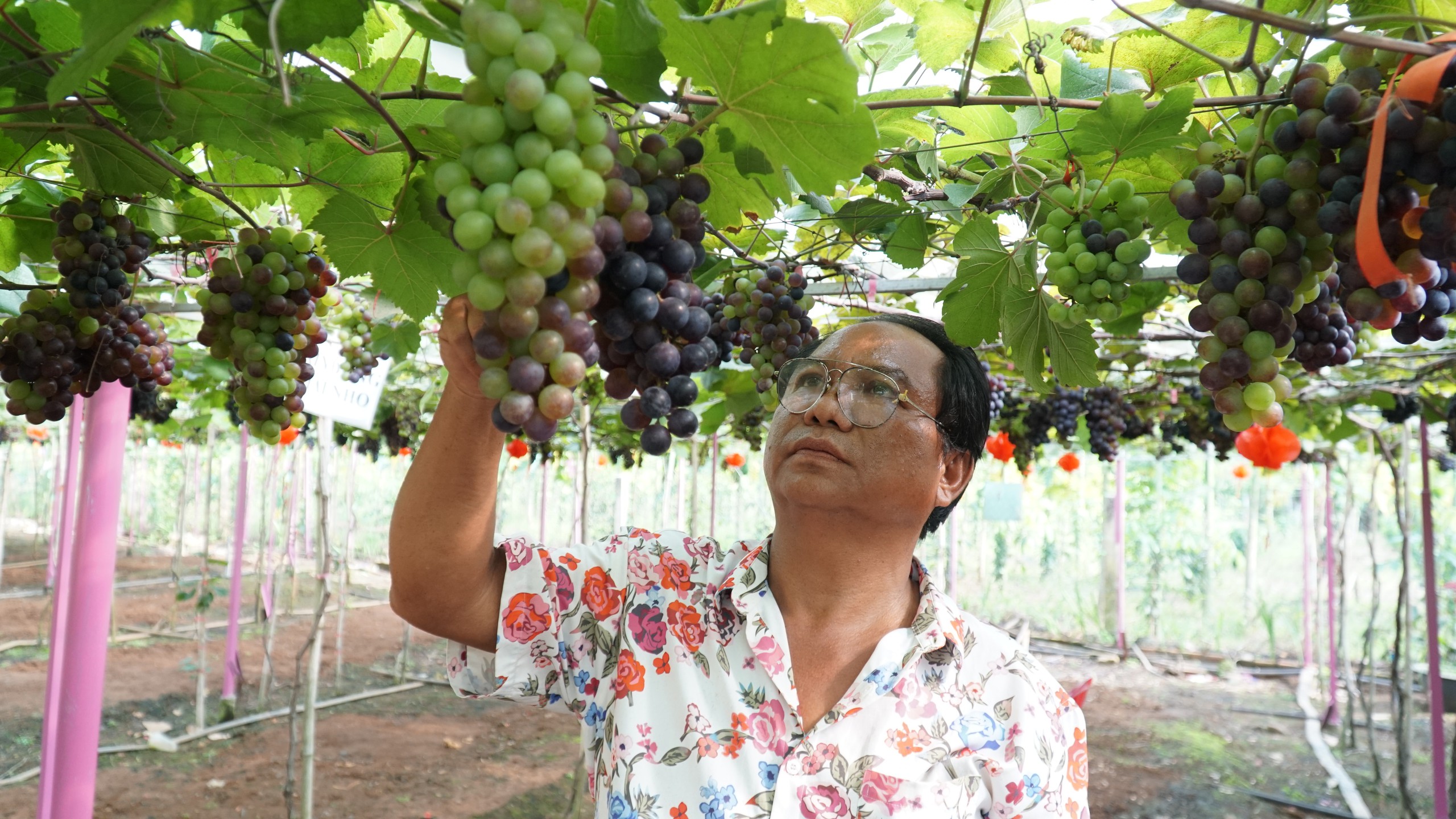 Vườn nho trĩu quả cạnh ch&acirc;n n&uacute;i Chứa Chan - Ảnh 2.