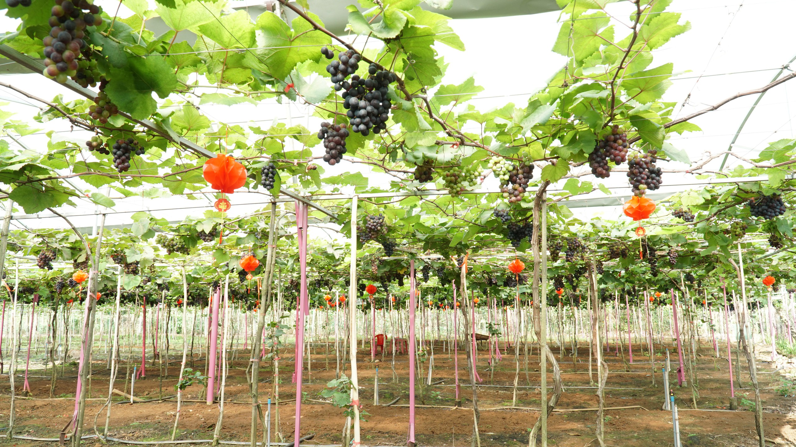 Vườn nho trĩu quả cạnh ch&acirc;n n&uacute;i Chứa Chan - Ảnh 1.