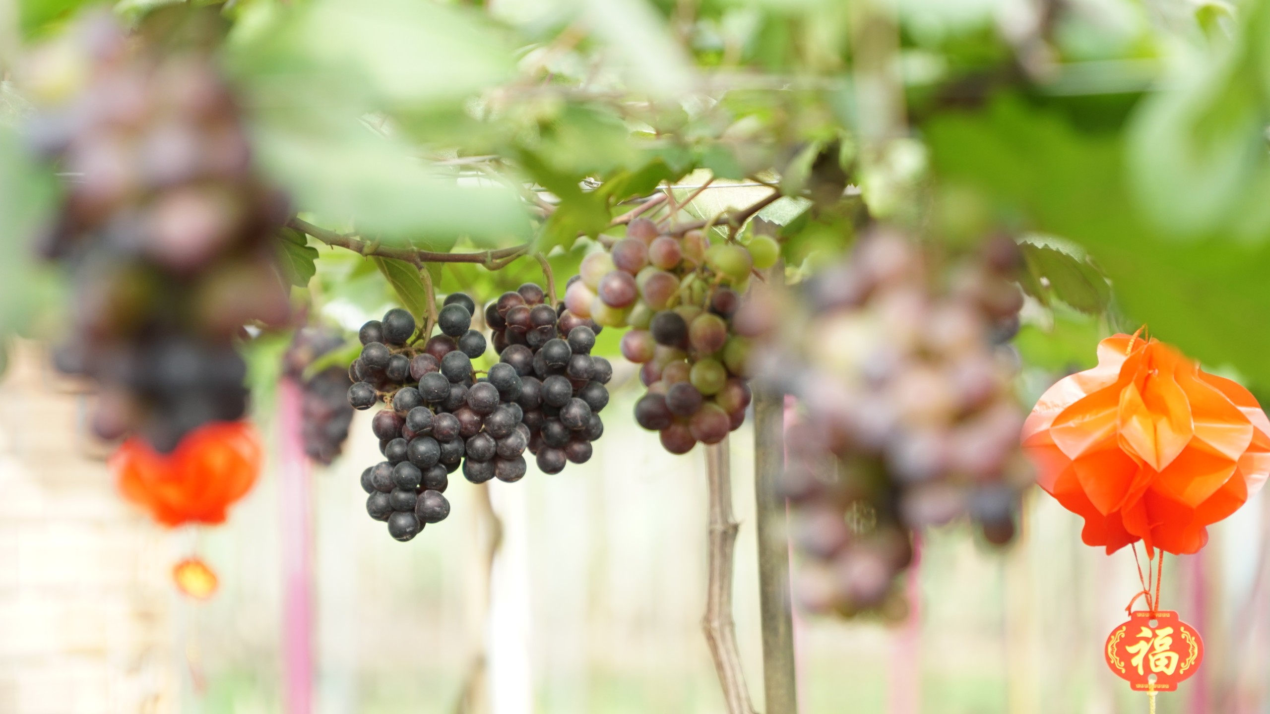 Vườn nho trĩu quả cạnh ch&acirc;n n&uacute;i Chứa Chan - Ảnh 6.