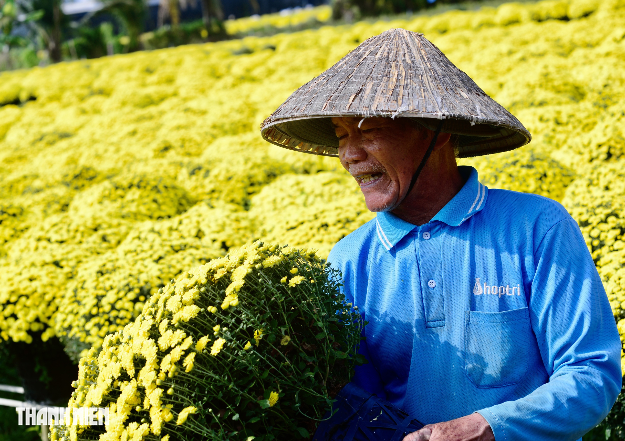 Hoa tết nở sớm, chủ vườn ở Chợ L&aacute;ch bần thần khi kh&aacute;ch trả gi&aacute; 20.000 đồng/chậu- Ảnh 3.