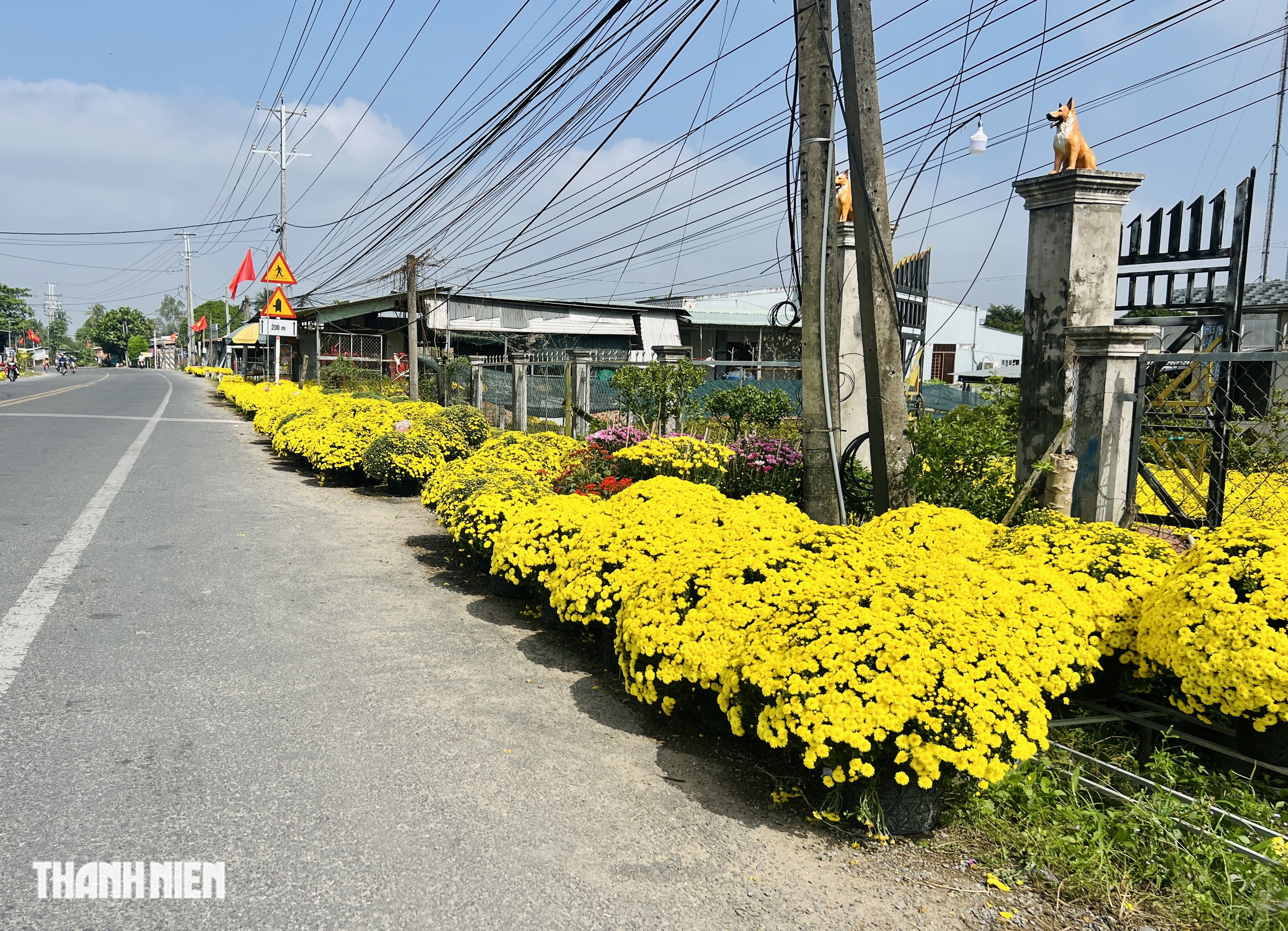 Cảnh đẹp hoa tết Chợ L&aacute;ch g&acirc;y x&uacute;c động suốt h&agrave;nh tr&igrave;nh về Bến Tre - Ảnh 9.