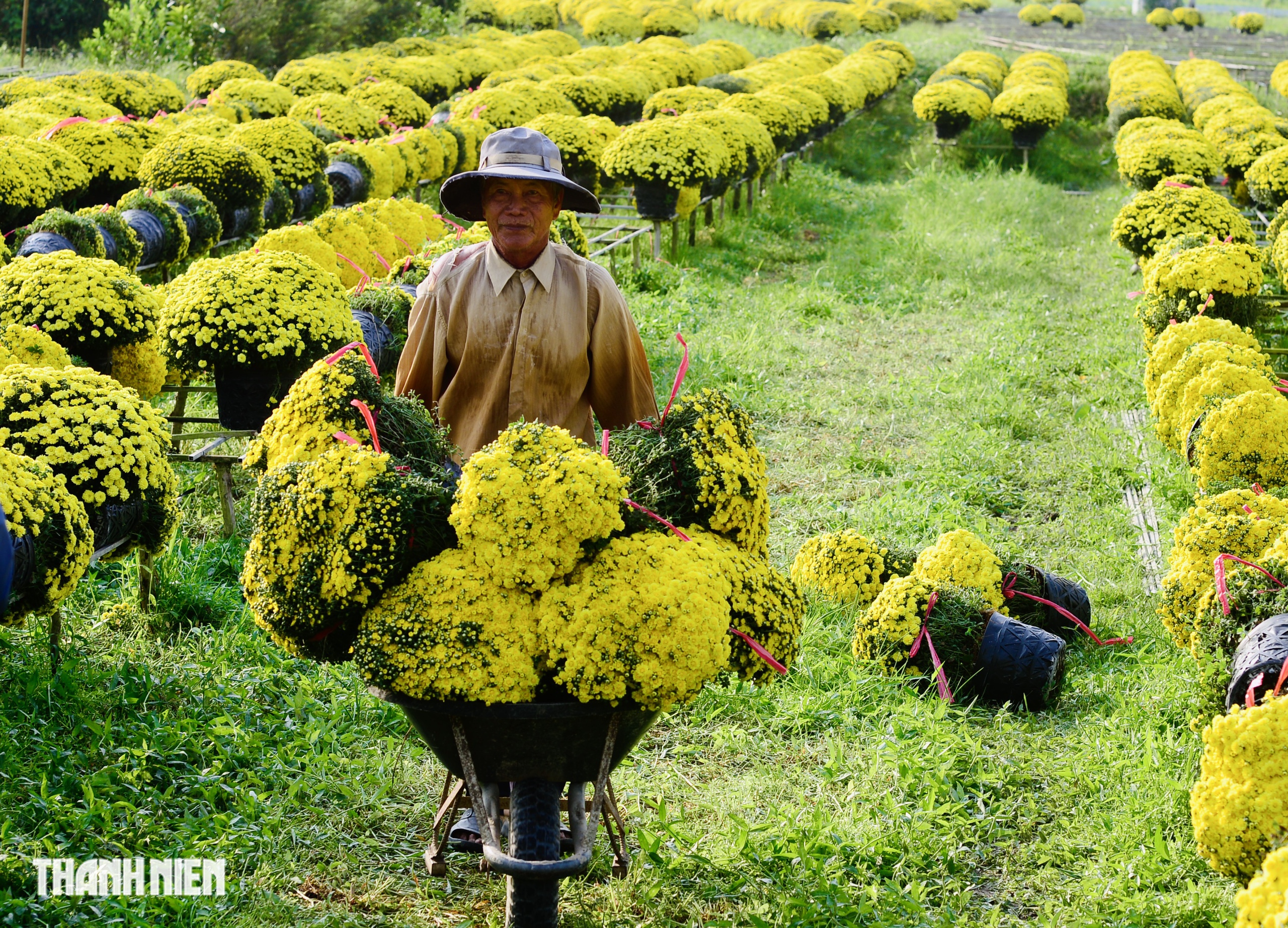 Hoa tết nở sớm, chủ vườn ở Chợ L&aacute;ch bần thần khi kh&aacute;ch trả gi&aacute; 20.000 đồng/chậu- Ảnh 8.