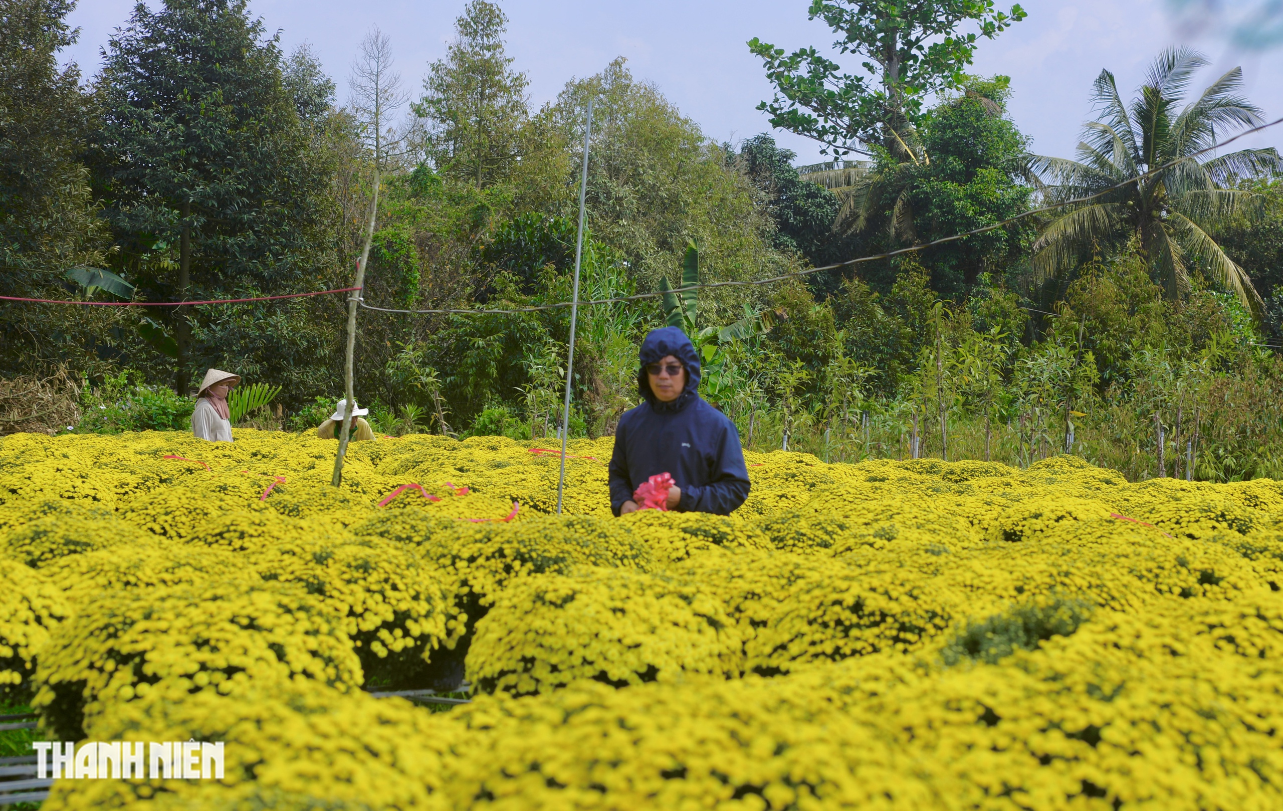Rủ nhau mua hoa tết nở sớm: Tấm lòng thơm thảo yêu thương quê mình - Ảnh 1.