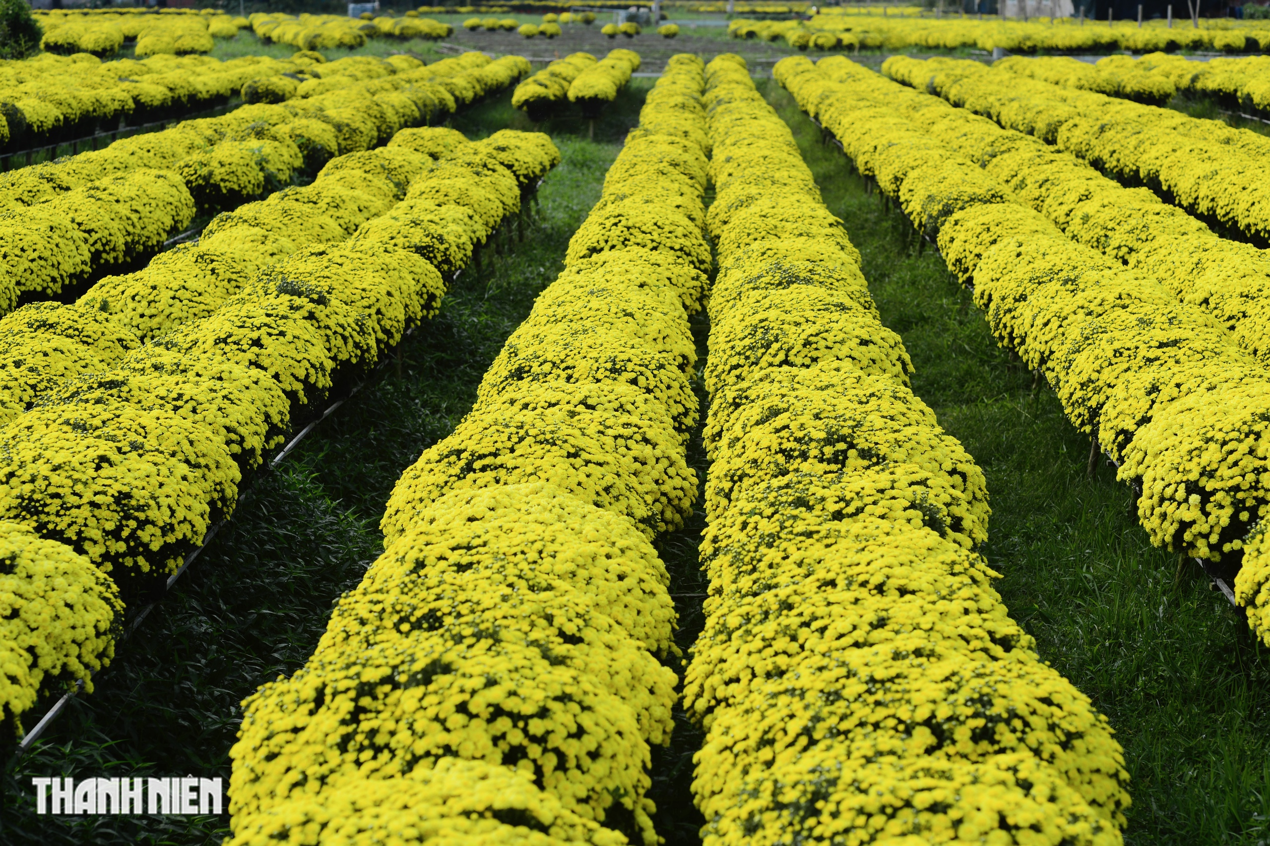 Hoa tết nở sớm, chủ vườn ở Chợ L&aacute;ch bần thần khi kh&aacute;ch trả gi&aacute; 20.000 đồng/chậu- Ảnh 9.