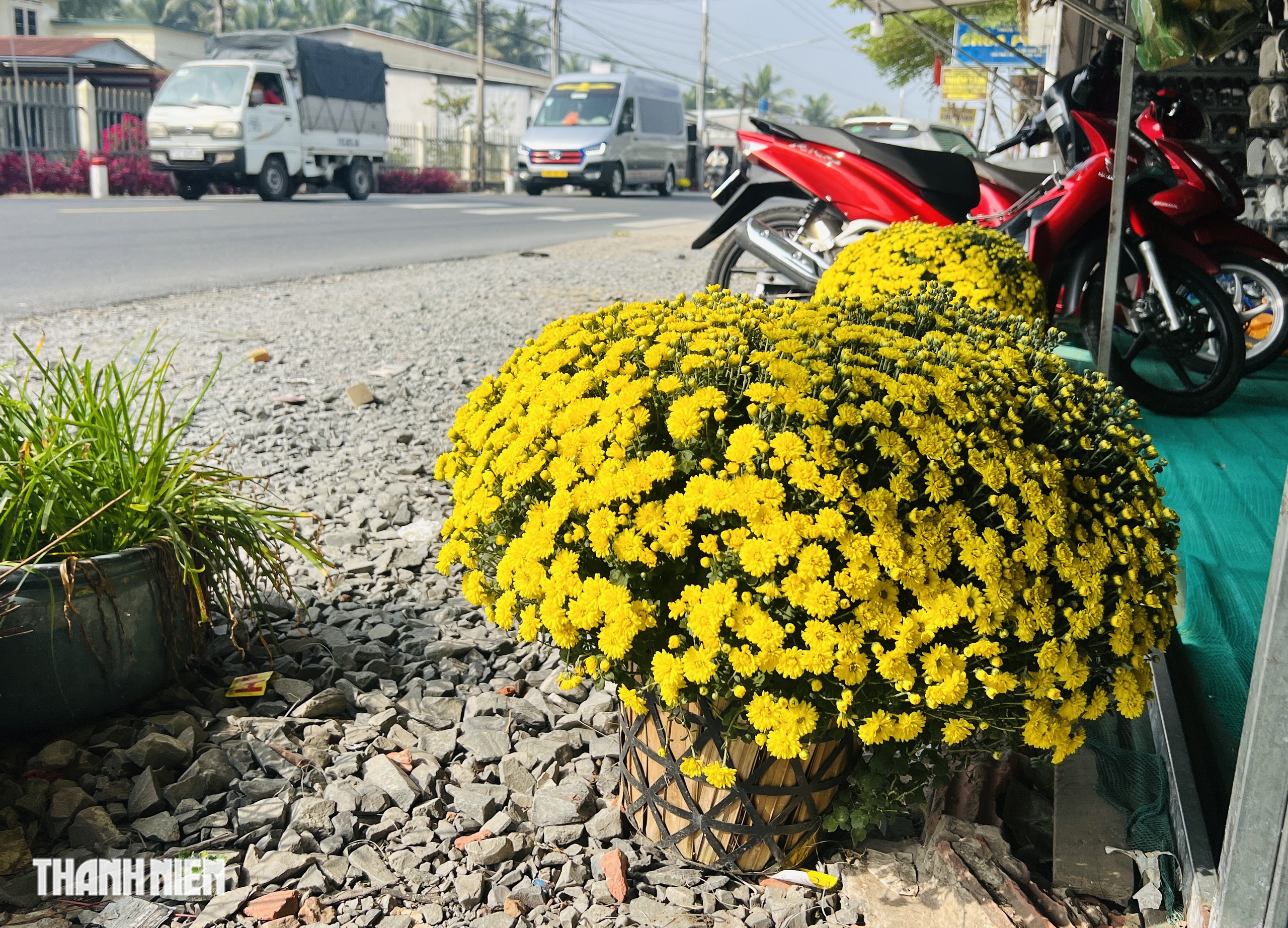 Cảnh đẹp hoa tết Chợ L&aacute;ch g&acirc;y x&uacute;c động suốt h&agrave;nh tr&igrave;nh về Bến Tre - Ảnh 2.