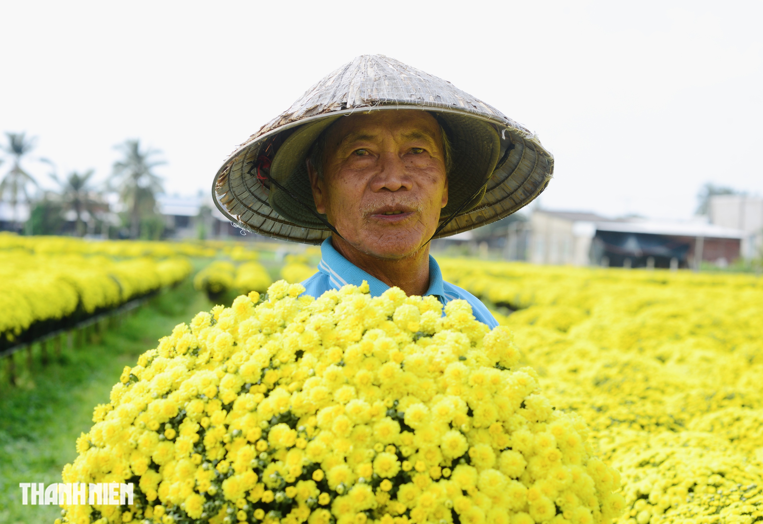 Hoa tết nở sớm, chủ vườn ở Chợ L&aacute;ch bần thần khi kh&aacute;ch trả gi&aacute; 20.000 đồng/chậu- Ảnh 1.