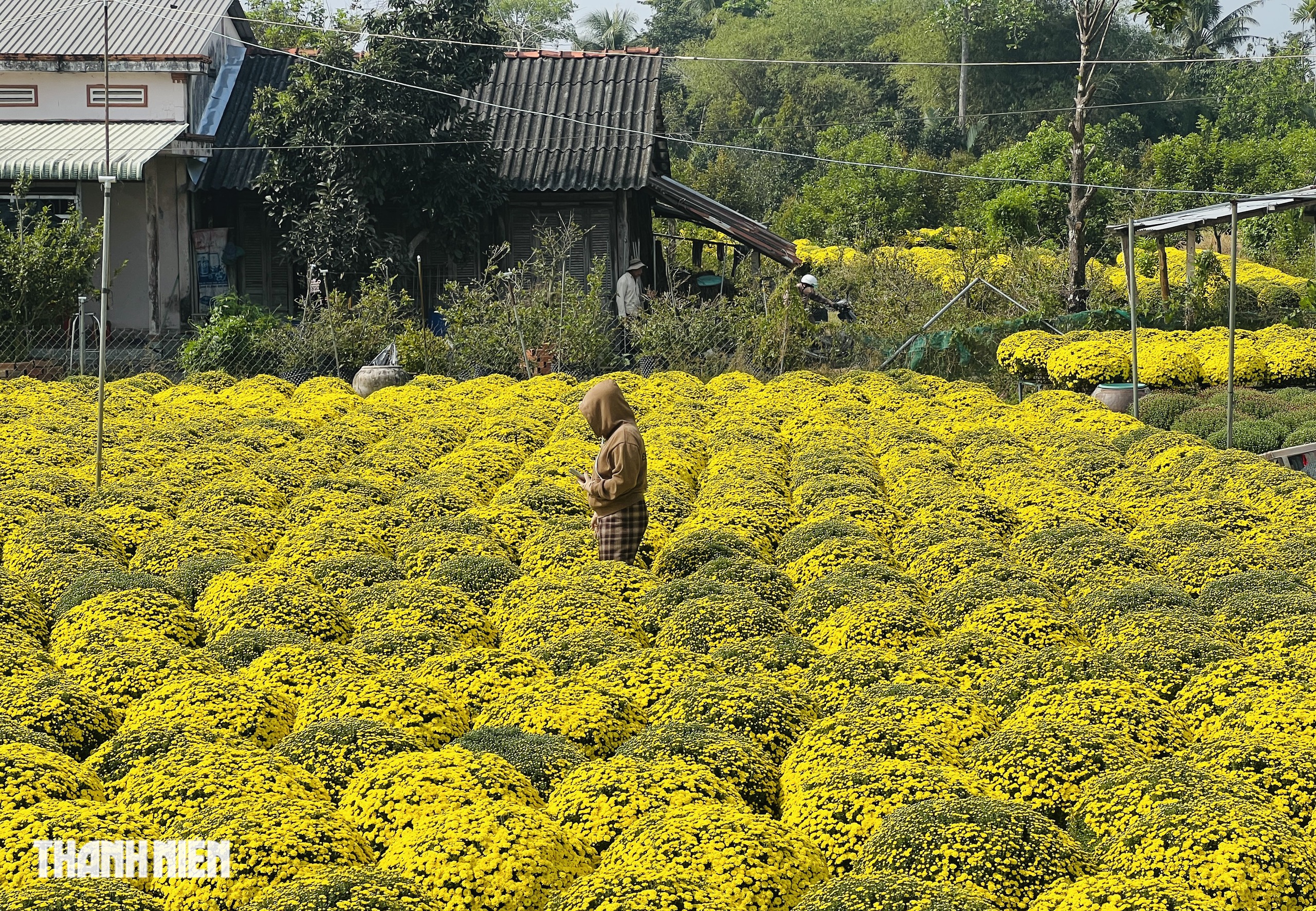 Cảnh đẹp hoa tết Chợ L&aacute;ch g&acirc;y x&uacute;c động suốt h&agrave;nh tr&igrave;nh về Bến Tre - Ảnh 10.