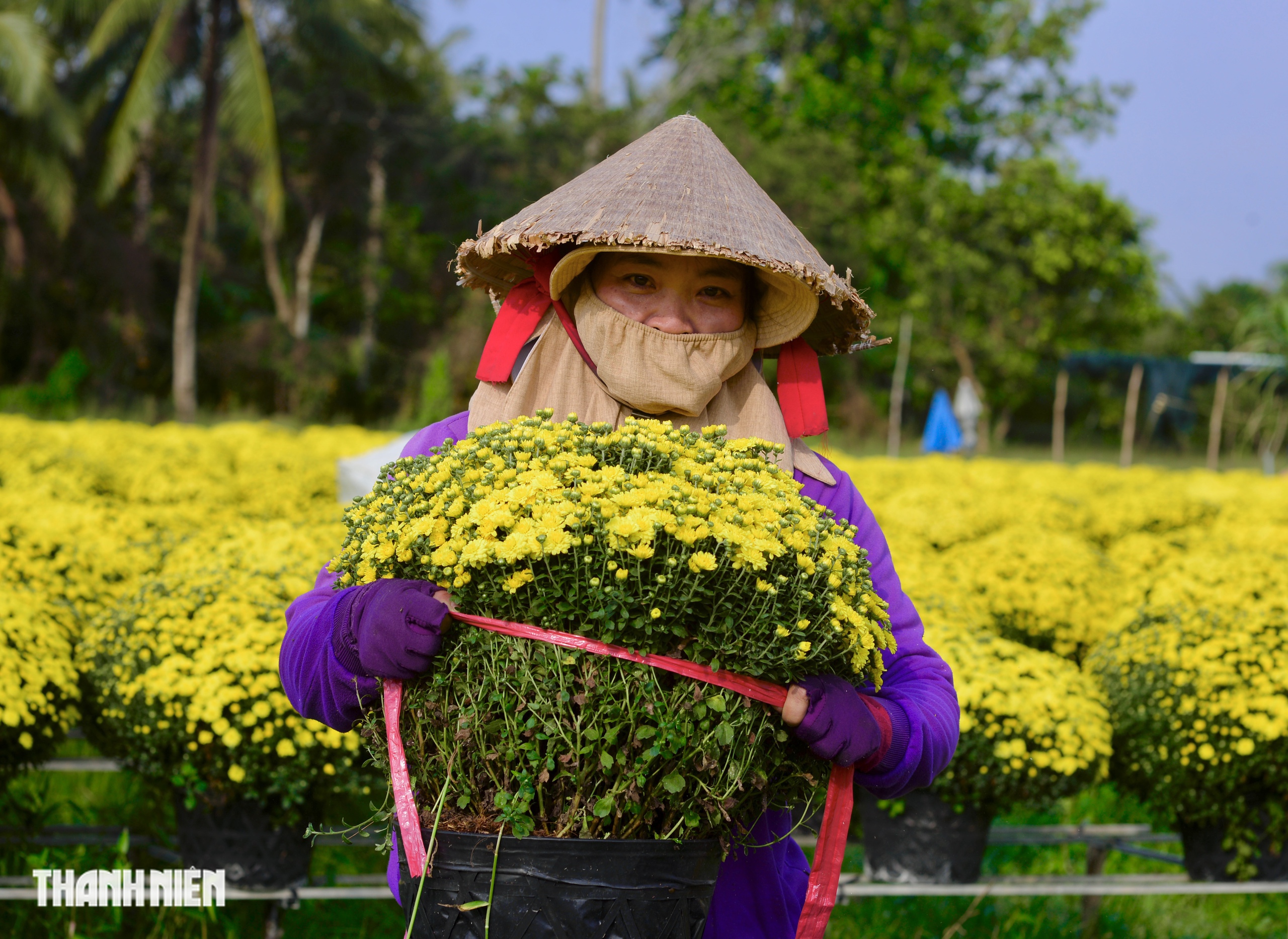 Hoa tết nở sớm, chủ vườn ở Chợ L&aacute;ch bần thần khi kh&aacute;ch trả gi&aacute; 20.000 đồng/chậu- Ảnh 6.