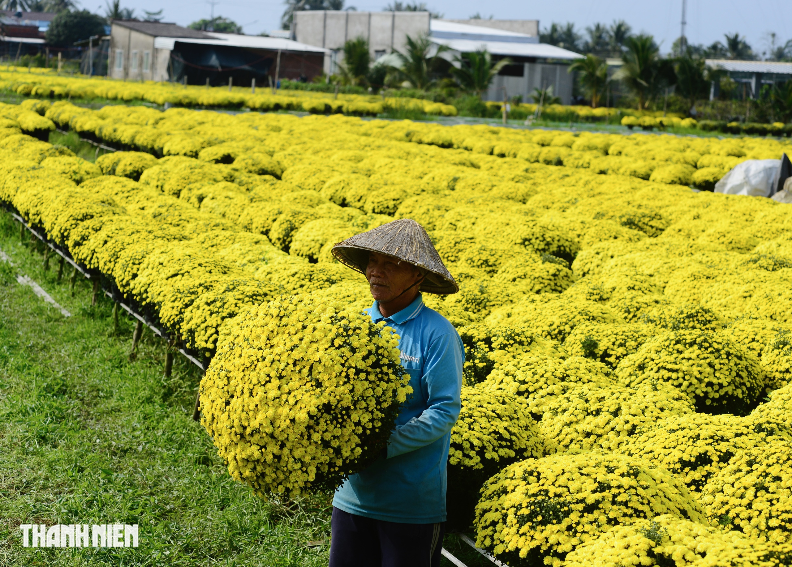 Hoa tết nở sớm, chủ vườn ở Chợ L&aacute;ch bần thần khi kh&aacute;ch trả gi&aacute; 20.000 đồng/chậu- Ảnh 2.