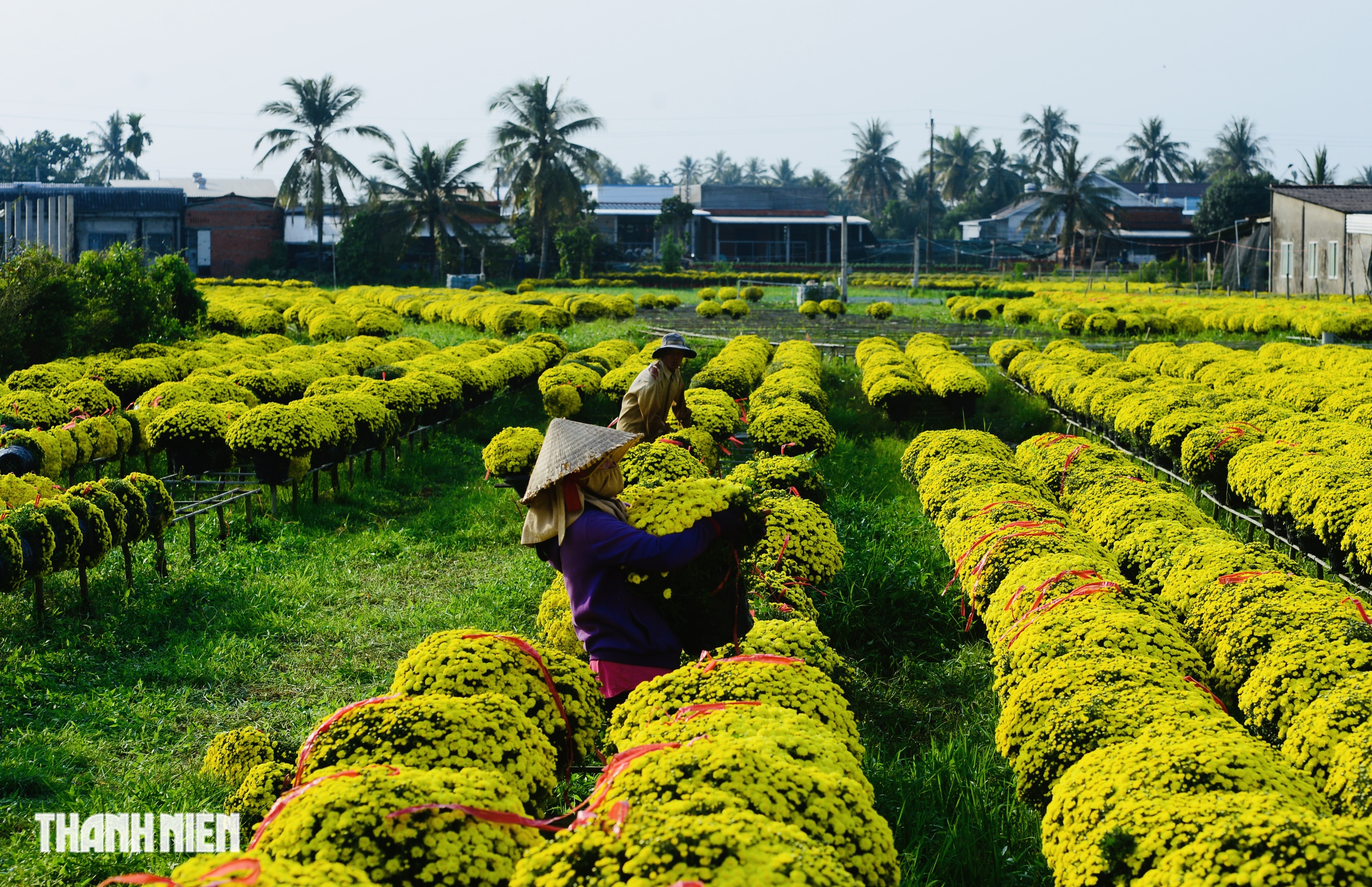 Hoa tết nở sớm, chủ vườn ở Chợ L&aacute;ch bần thần khi kh&aacute;ch trả gi&aacute; 20.000 đồng/chậu- Ảnh 5.