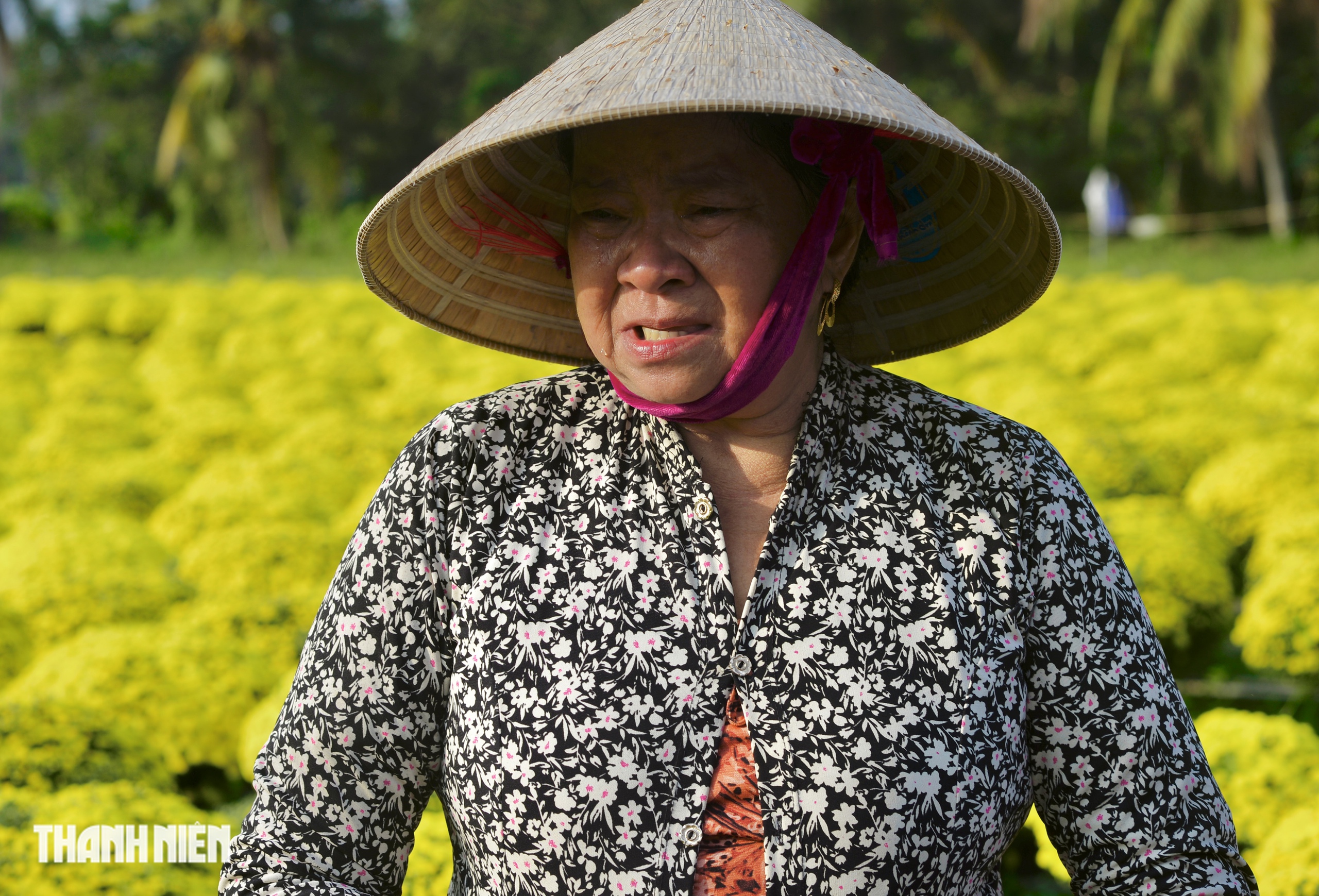 Hoa tết nở sớm, chủ vườn ở Chợ L&aacute;ch bần thần khi kh&aacute;ch trả gi&aacute; 20.000 đồng/chậu- Ảnh 4.