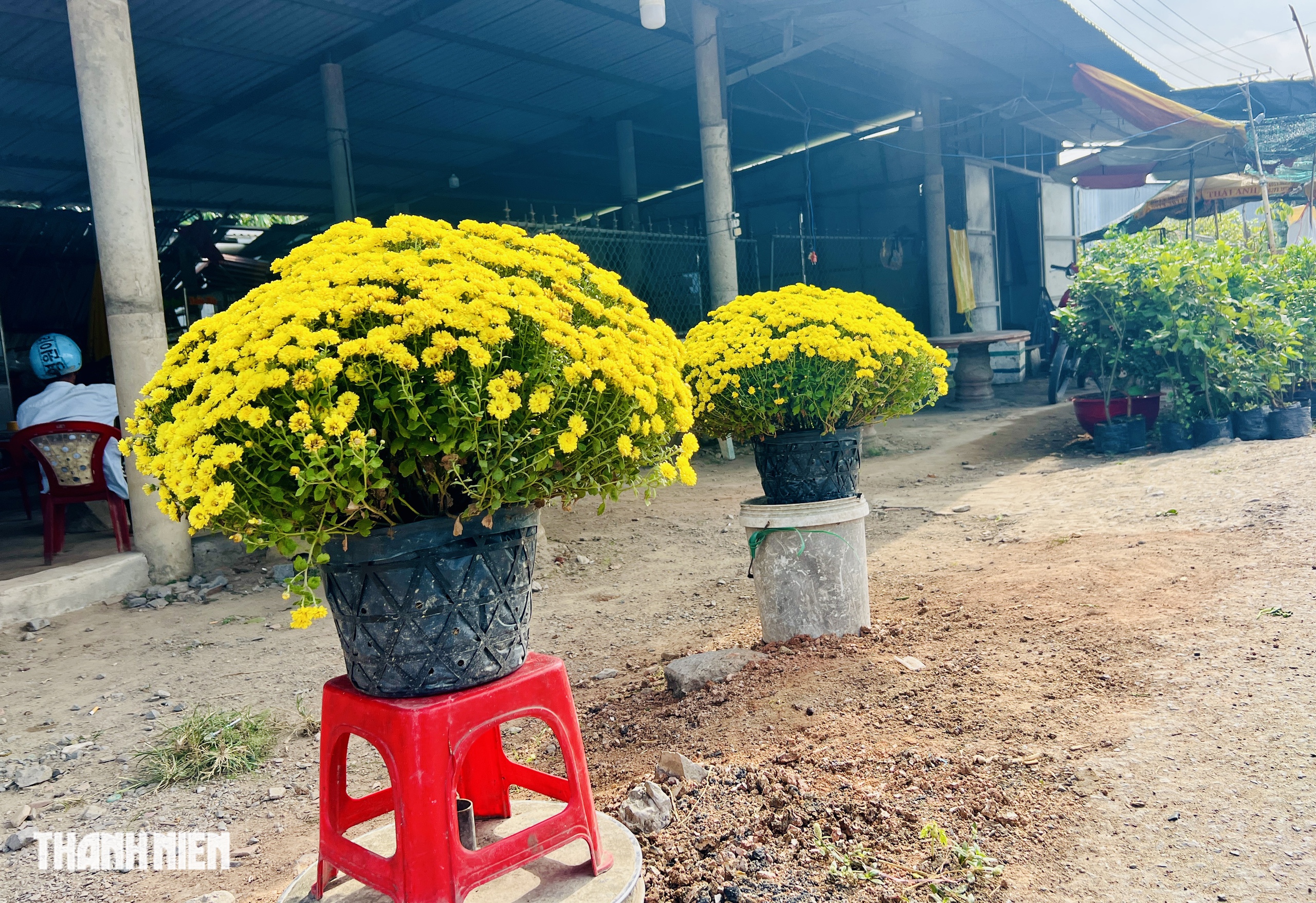 Cảnh đẹp hoa tết Chợ L&aacute;ch g&acirc;y x&uacute;c động suốt h&agrave;nh tr&igrave;nh về Bến Tre - Ảnh 7.