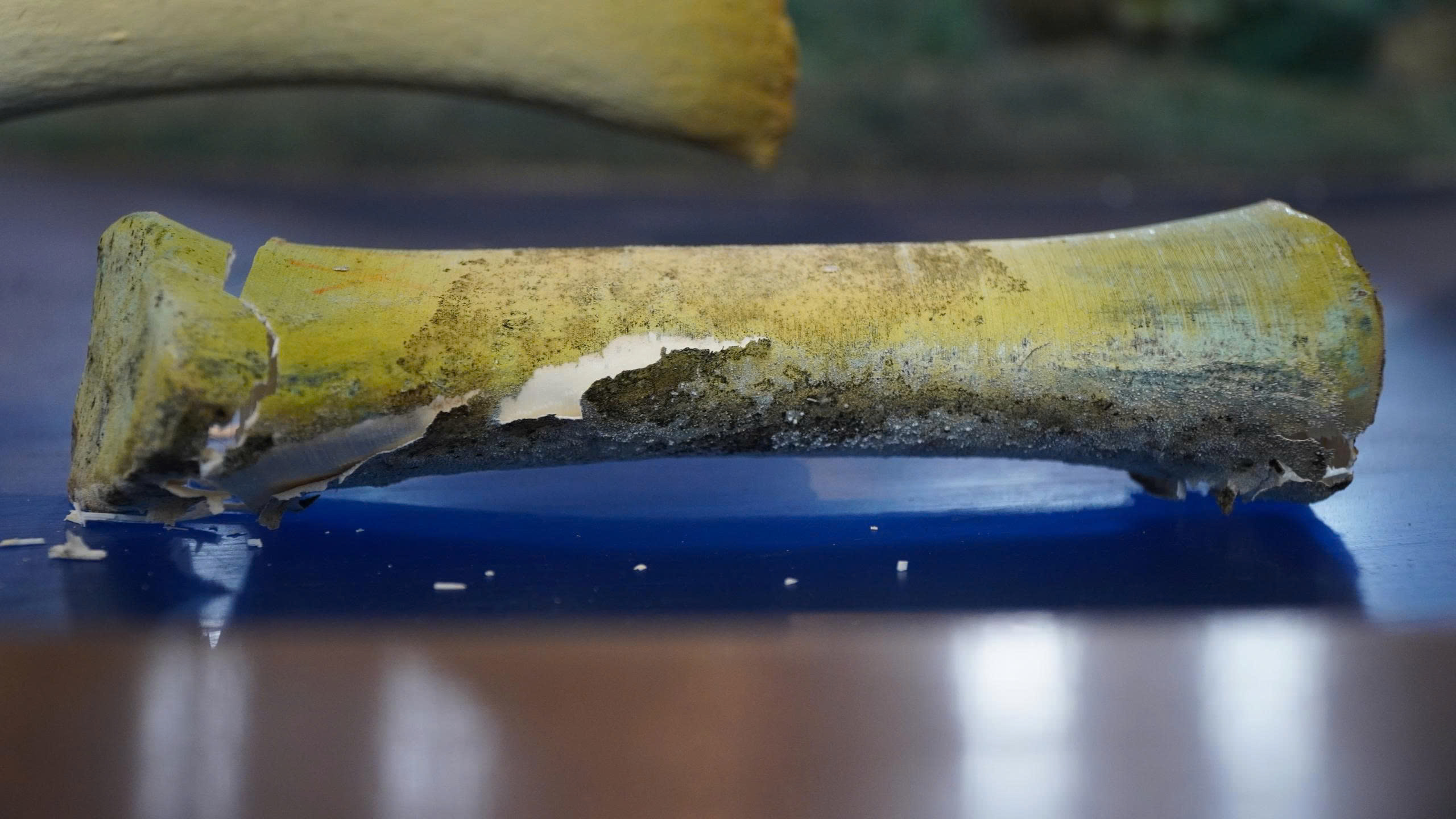 Hai bộ xương cá voi lớn nhất Việt Nam bị hư hỏng, chờ đánh giá mức độ xuống cấp - Ảnh 3.