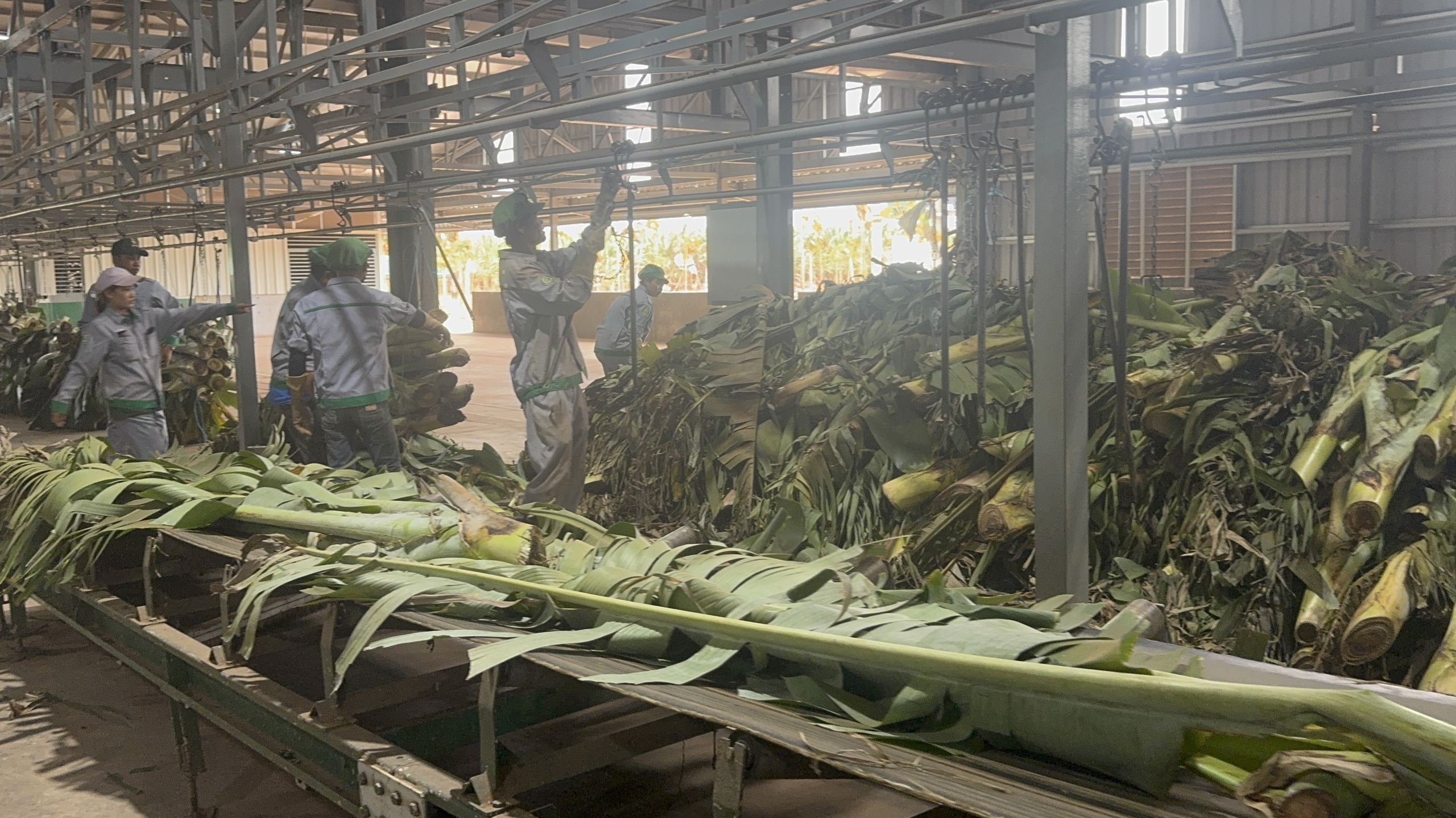 Tỉ ph&uacute; Trần B&aacute; Dương biến chuối phế thải th&agrave;nh sợi vải như thế n&agrave;o? - Ảnh 2.