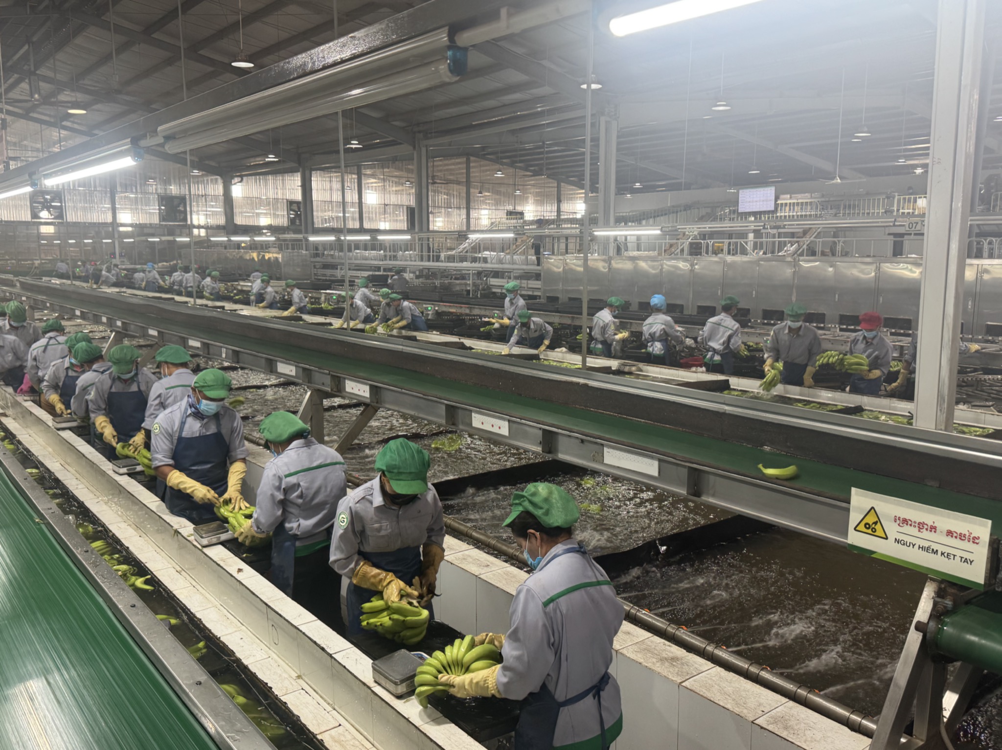 Tỉ ph&uacute; Trần B&aacute; Dương biến chuối phế thải th&agrave;nh sợi vải như thế n&agrave;o? - Ảnh 1.