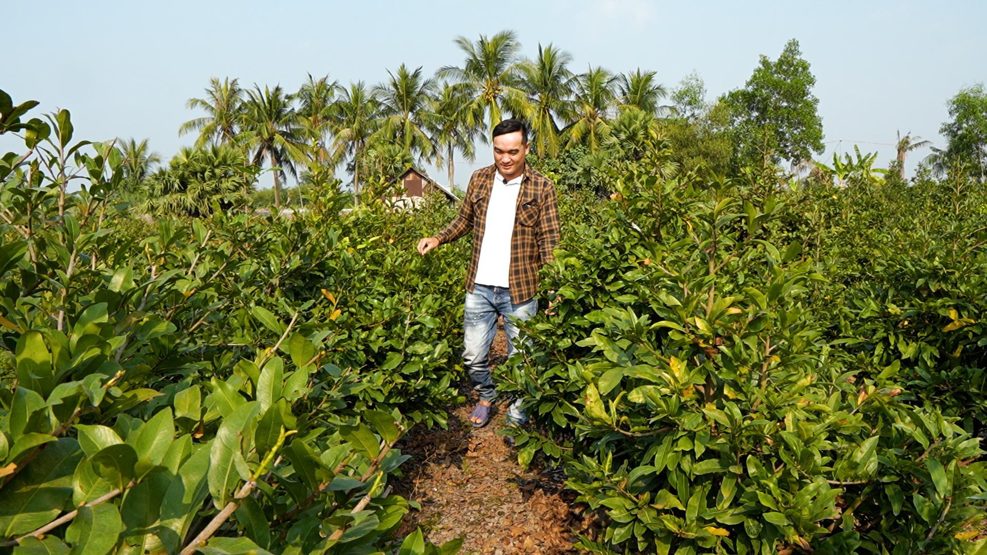 Làng mai vàng Bình Lợi bán chậm giáp Tết Bính Ngọ: Chủ vườn thấp thỏm chờ 'cú hích' phút chót- Ảnh 1. Làng mai vàng Bình Lợi bán chậm giáp Tết Bính Ngọ: Chủ vườn thấp thỏm chờ 'cú hích' phút chót- Ảnh 1.