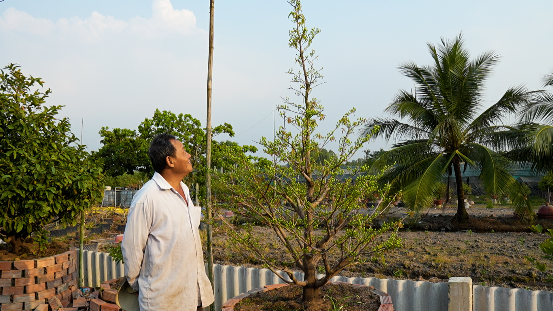 Làng mai vàng Bình Lợi bán chậm giáp Tết Bính Ngọ: Chủ vườn thấp thỏm chờ 'cú hích' phút chót- Ảnh 4. Làng mai vàng Bình Lợi bán chậm giáp Tết Bính Ngọ: Chủ vườn thấp thỏm chờ 'cú hích' phút chót- Ảnh 4.